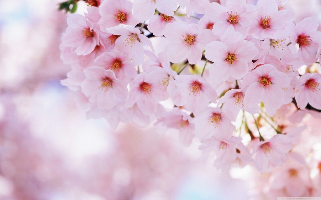 Hop Into Spring with 15 Desktop Wallpapers for Springtime