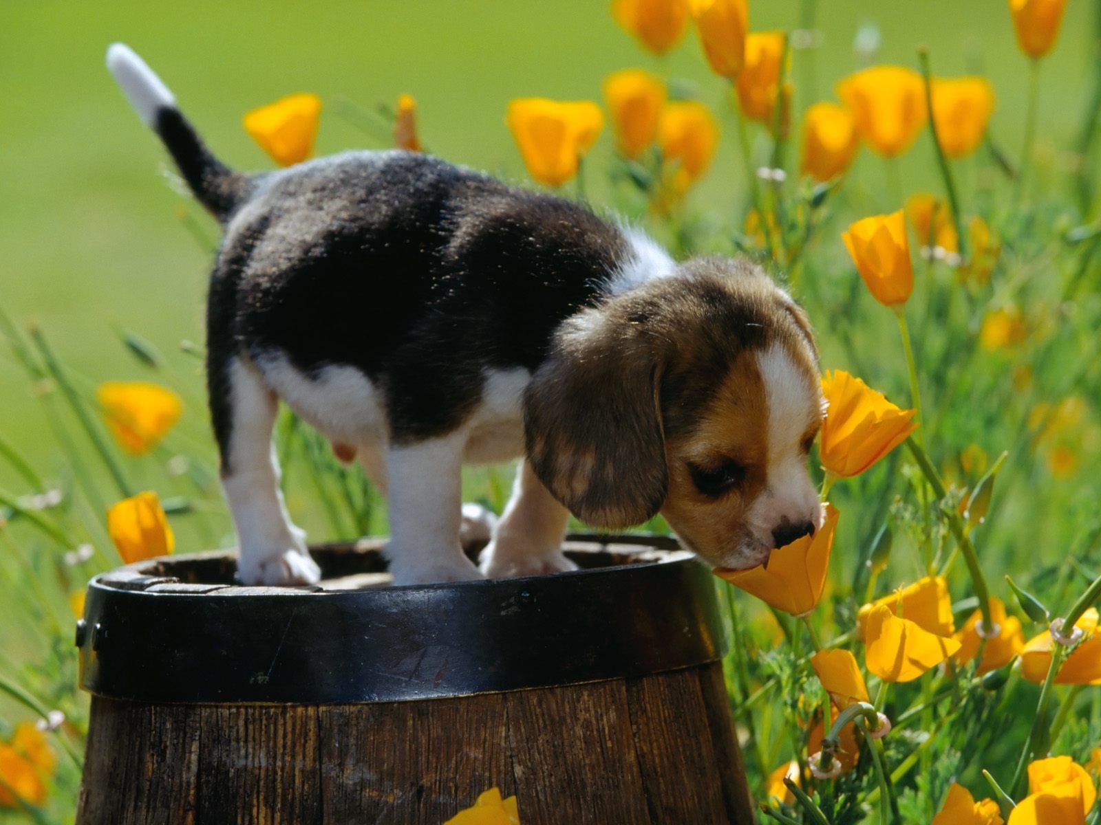 Free wallpaper Spring scents beagle puppy