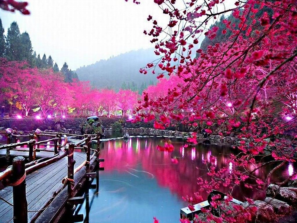 HD Quality Spring Cherry Blossom 6 Wallpaper Desktop - SiWallpaper 245