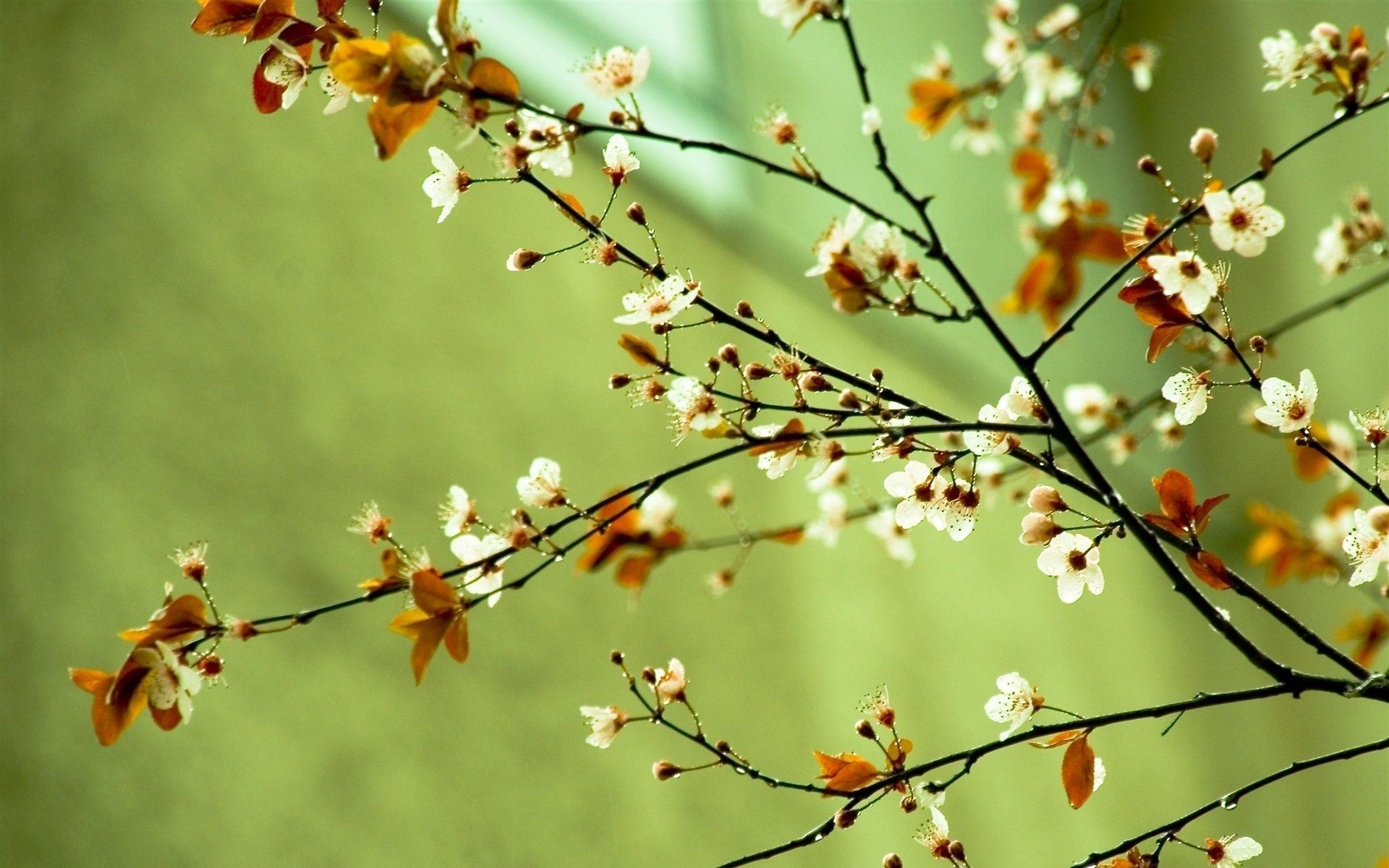 Spring Flowers HD Images Wallpapers 7545 - HD Wallpapers Site