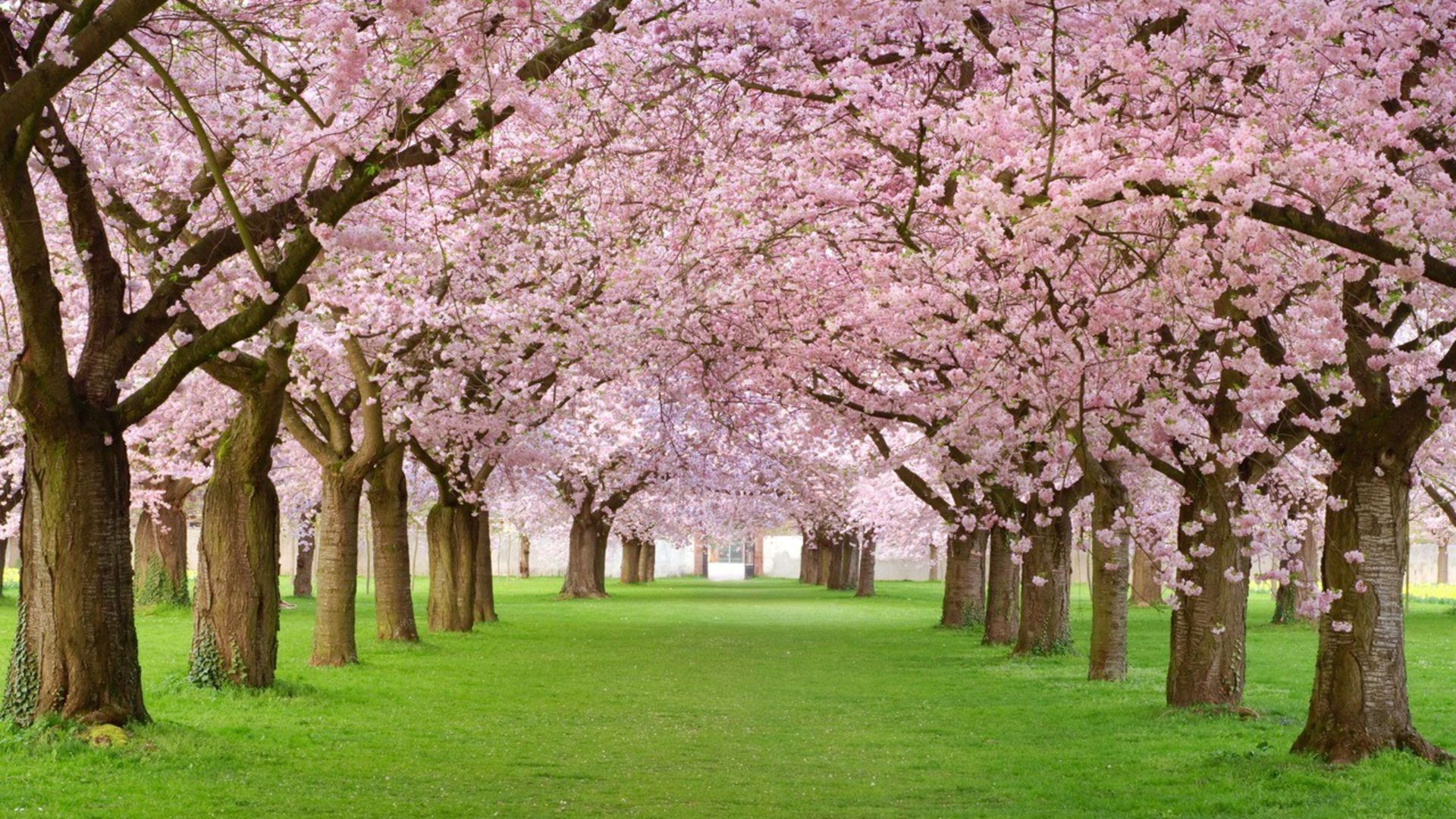 Beautiful Spring images download Wallpapers, Backgrounds, Images