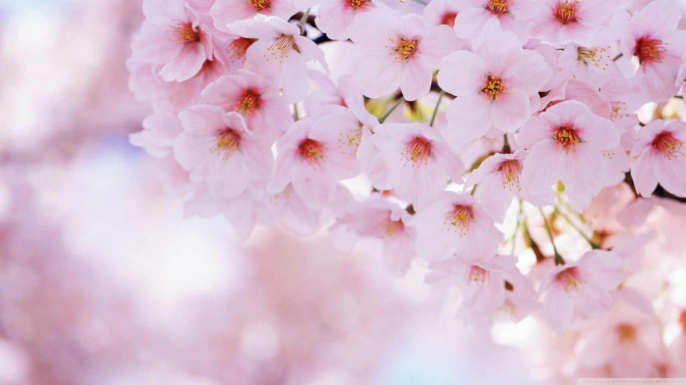Spring Has Arrived 2 HD desktop wallpaper Widescreen High resolution