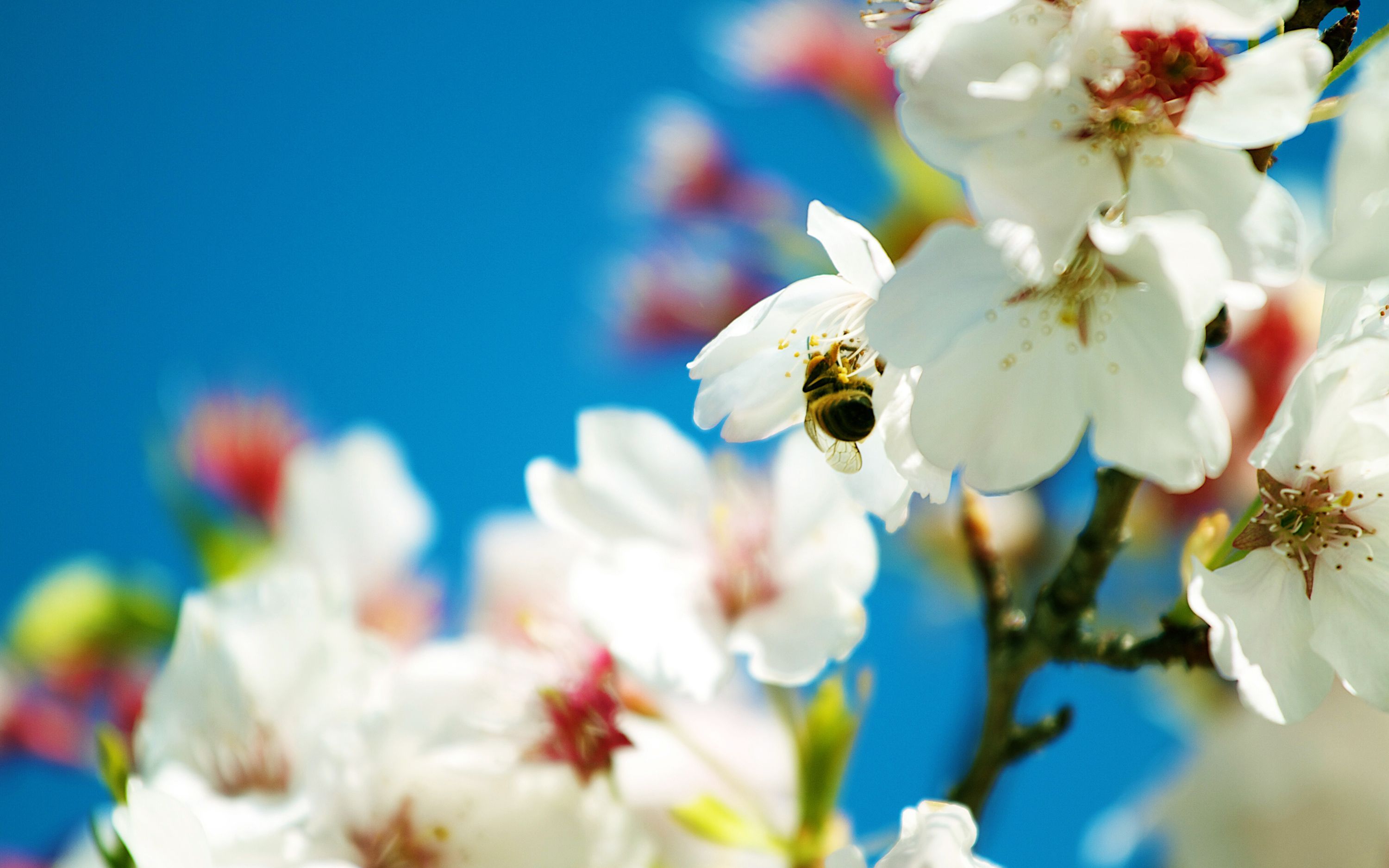 Wallpapers Tagged With SPRING | SPRING HD Wallpapers | Page 1