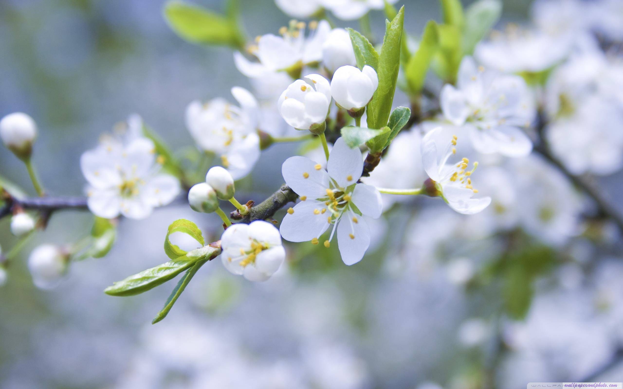 Spring Blossoms HD 16:9 16:10 desktop wallpaper: Widescreen ...