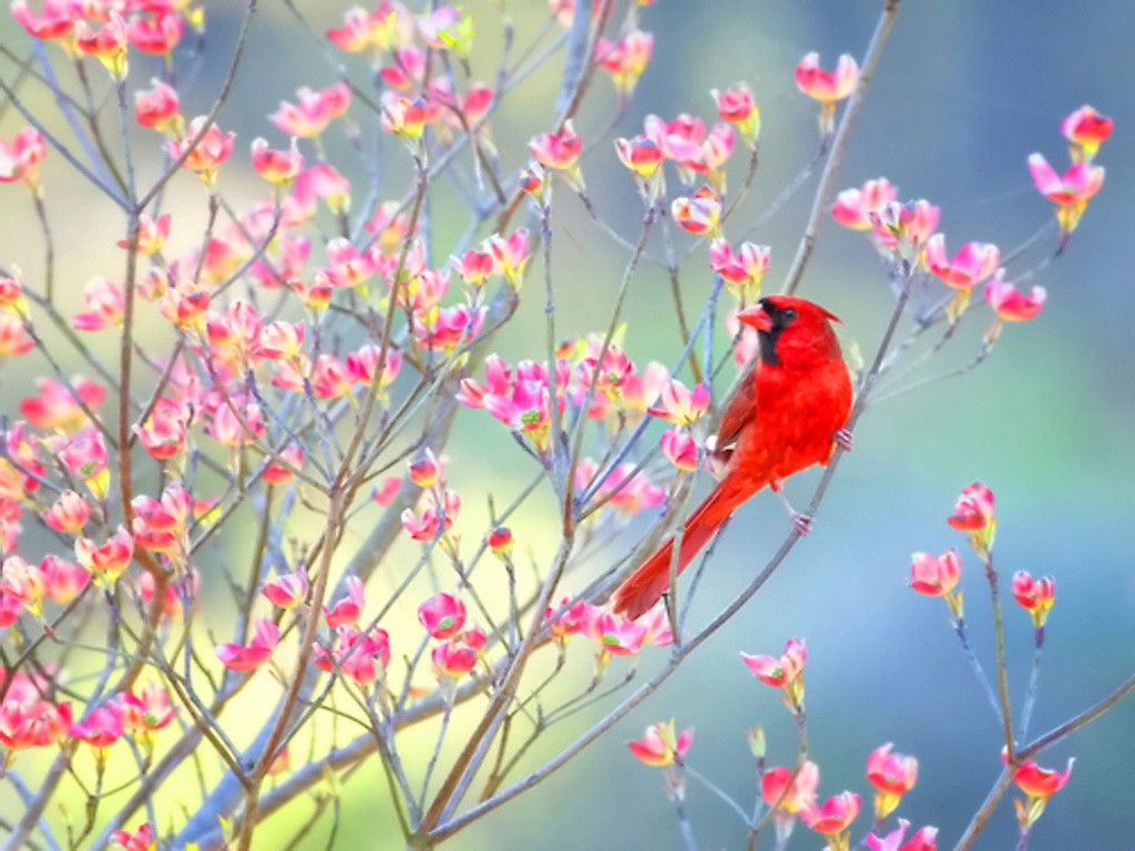 Cardinal Song Pink Tree Blossoms Red Bird Hello Spring Birds ...