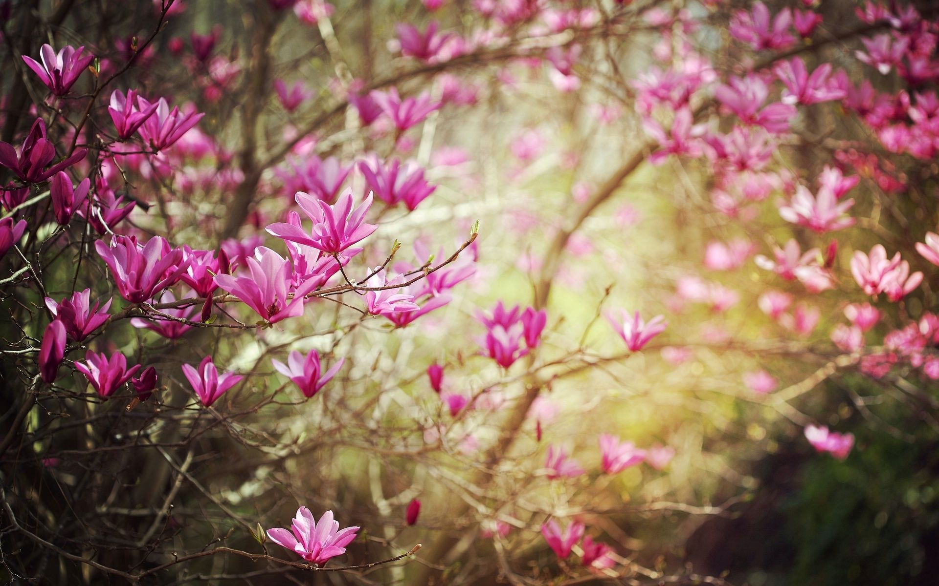 Wallpaper Flowers, Spring, Nature Desktop | HD Desktop Wallpapers ...