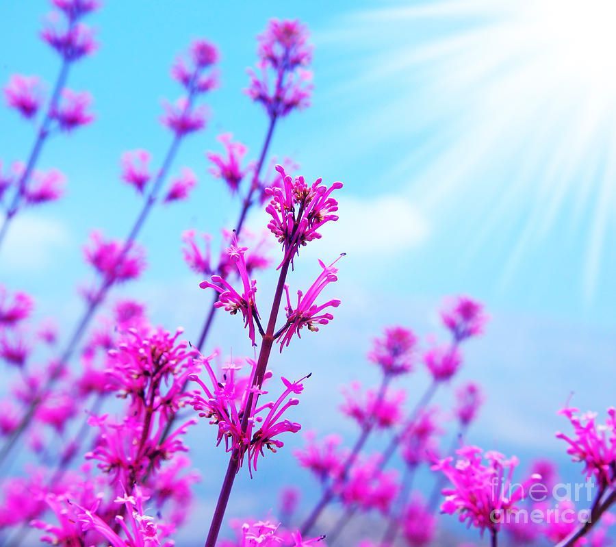 Spring Flower Background Photograph by Anna Omelchenko