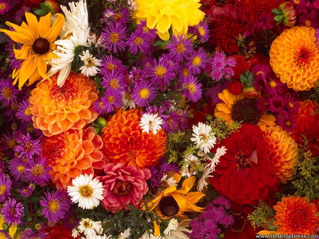 Desktop Wallpapers Flowers Backgrounds Spring Flower Medley