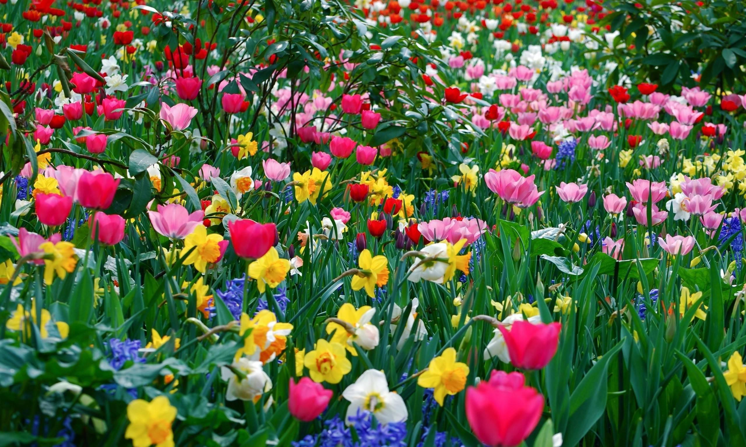 Download Spring Flower Background HD Wallpapers Range