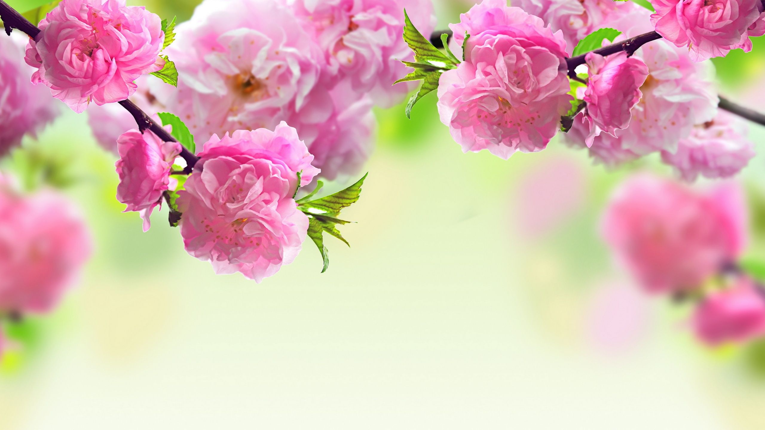 Spring Flowers Wallpapers The Art Mad Backgrounds