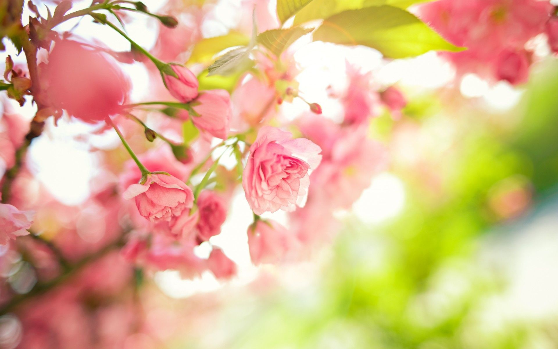 Spring Flowers Wallpapers 7503 - HD Wallpapers Site