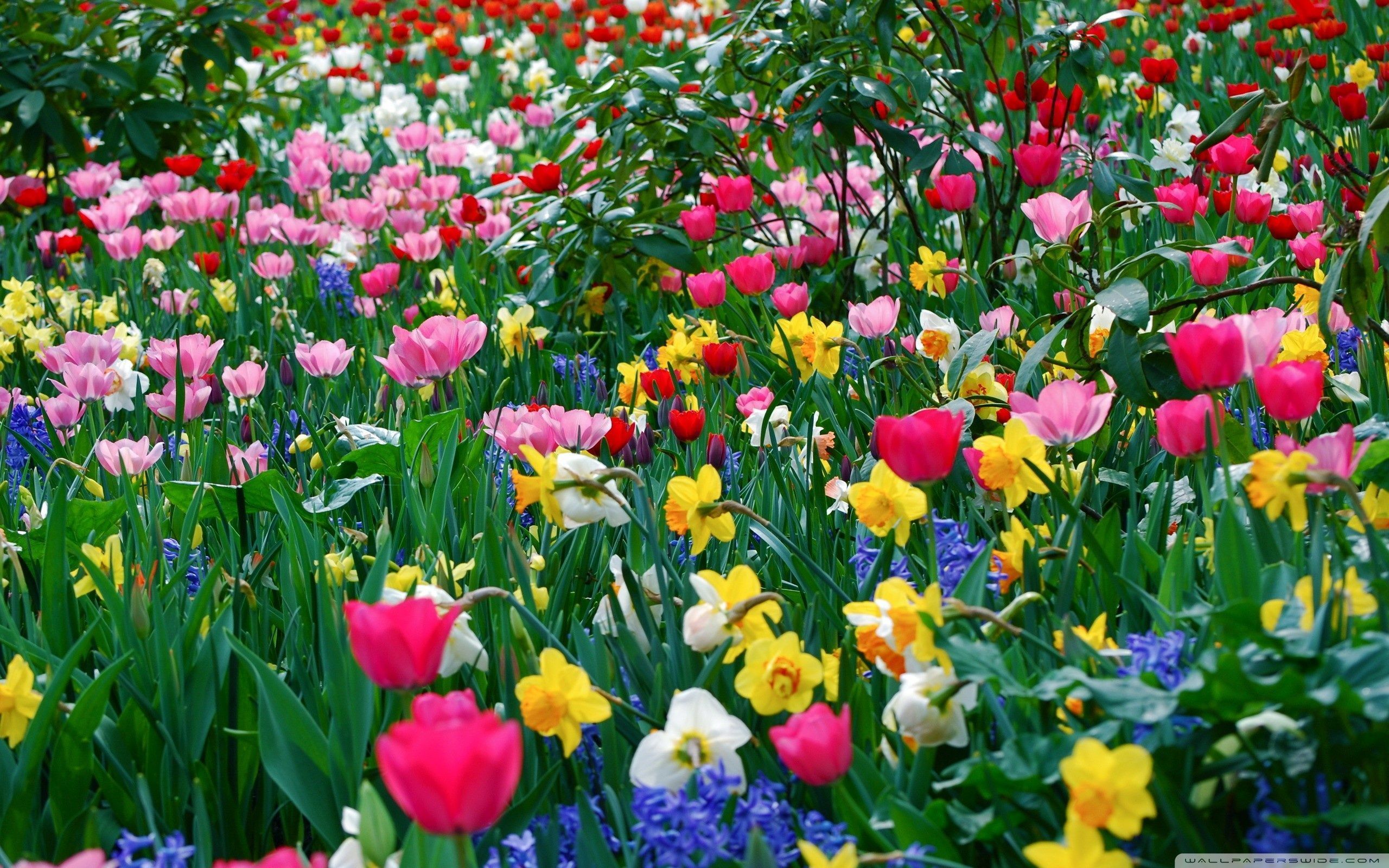 Top Spring Flowers Widescreen 1396 Images for Pinterest