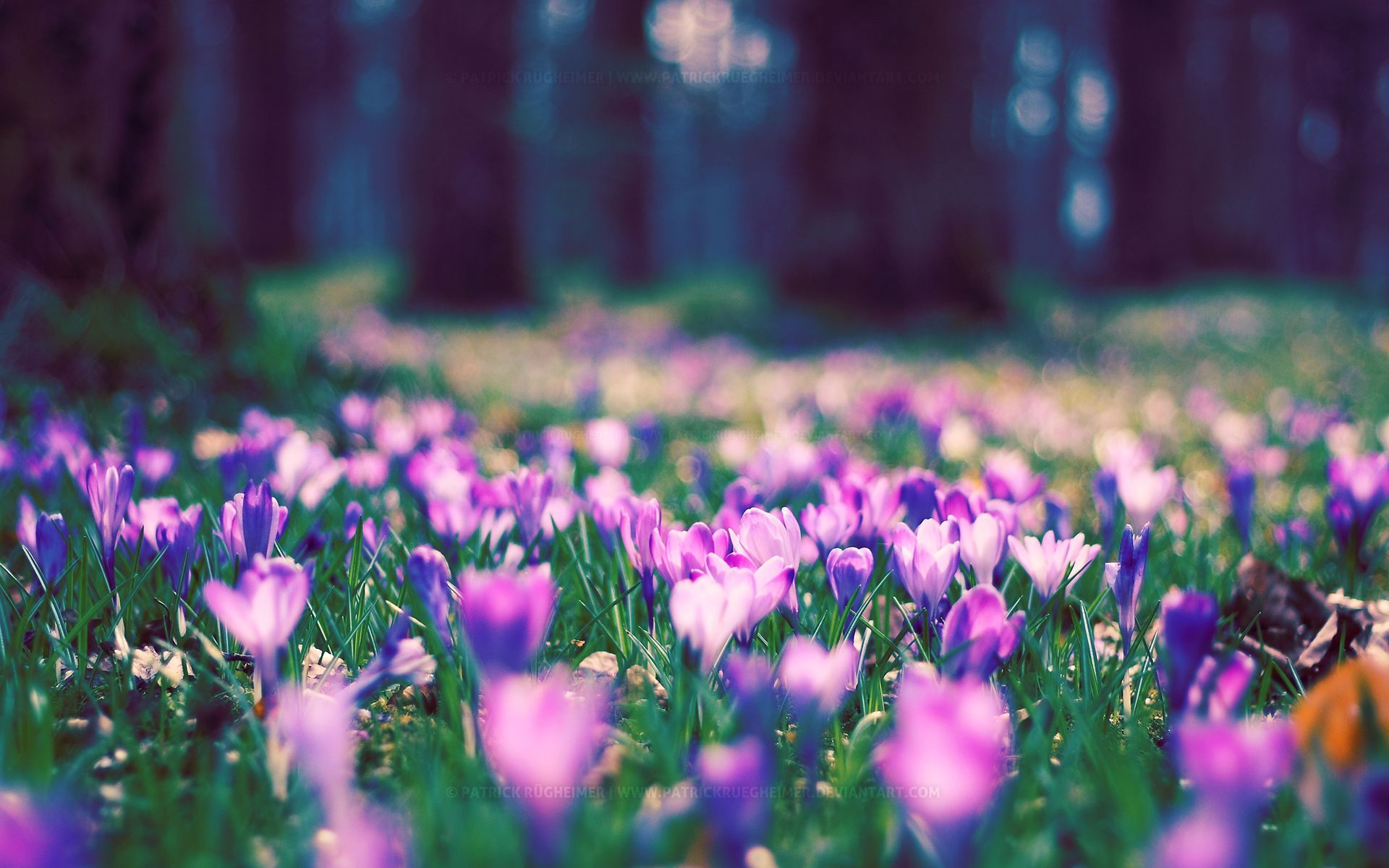 Spring Flower Park Wallpapers | HD Wallpapers