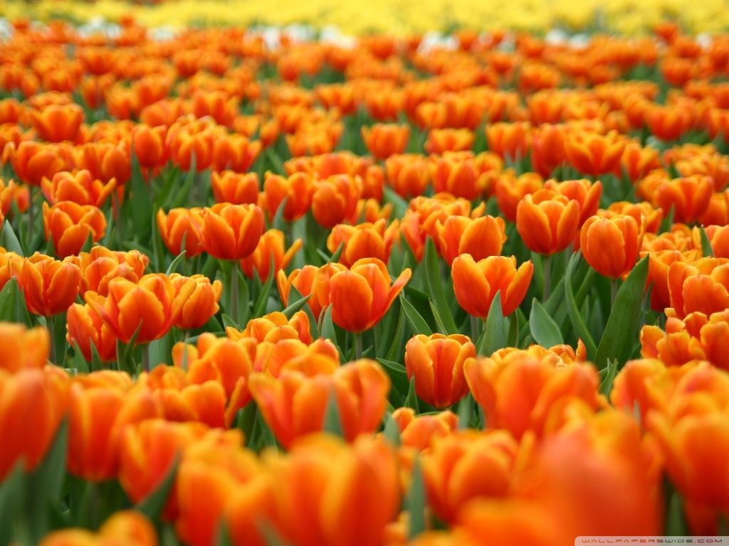 Orange Tulips Spring Flowers HD desktop wallpaper Widescreen