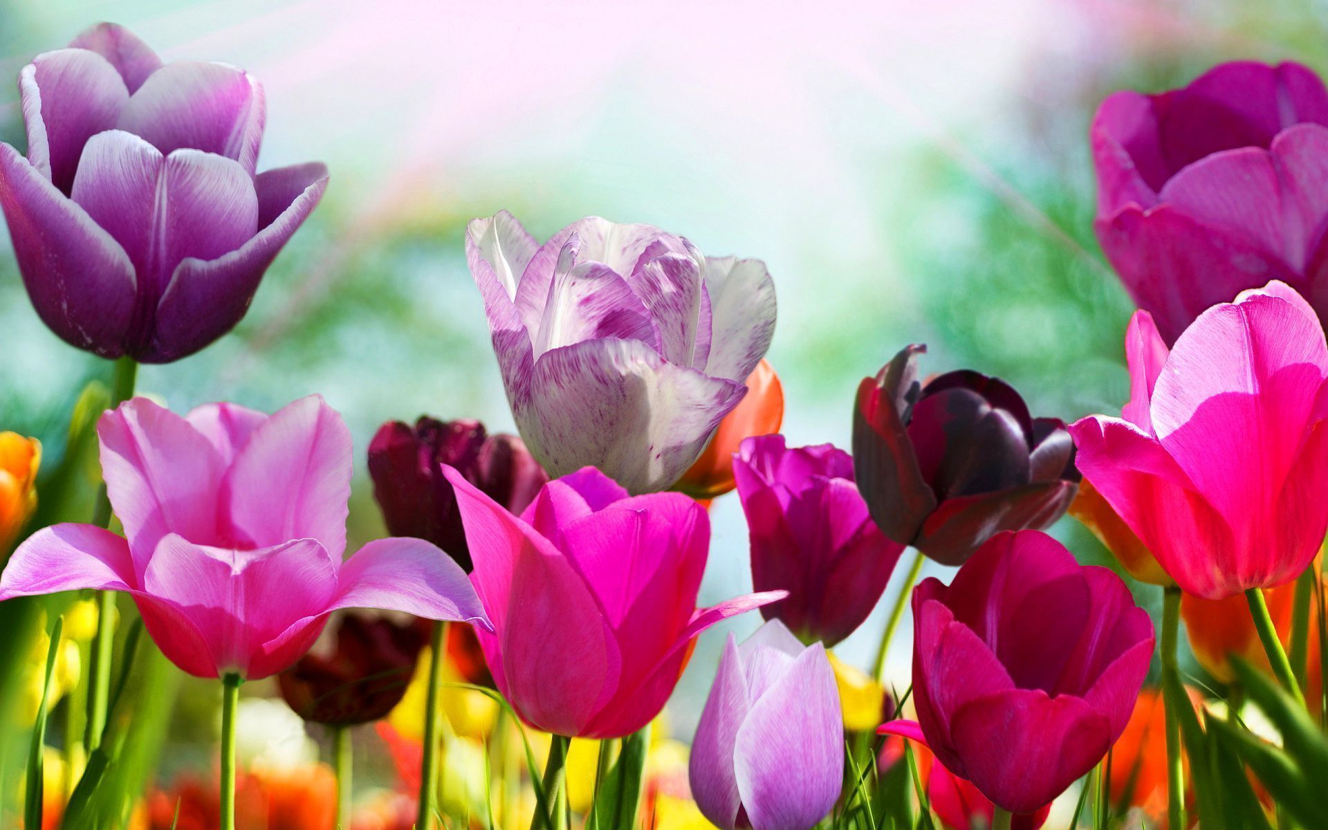 flower garden pictures and wallpapers Download