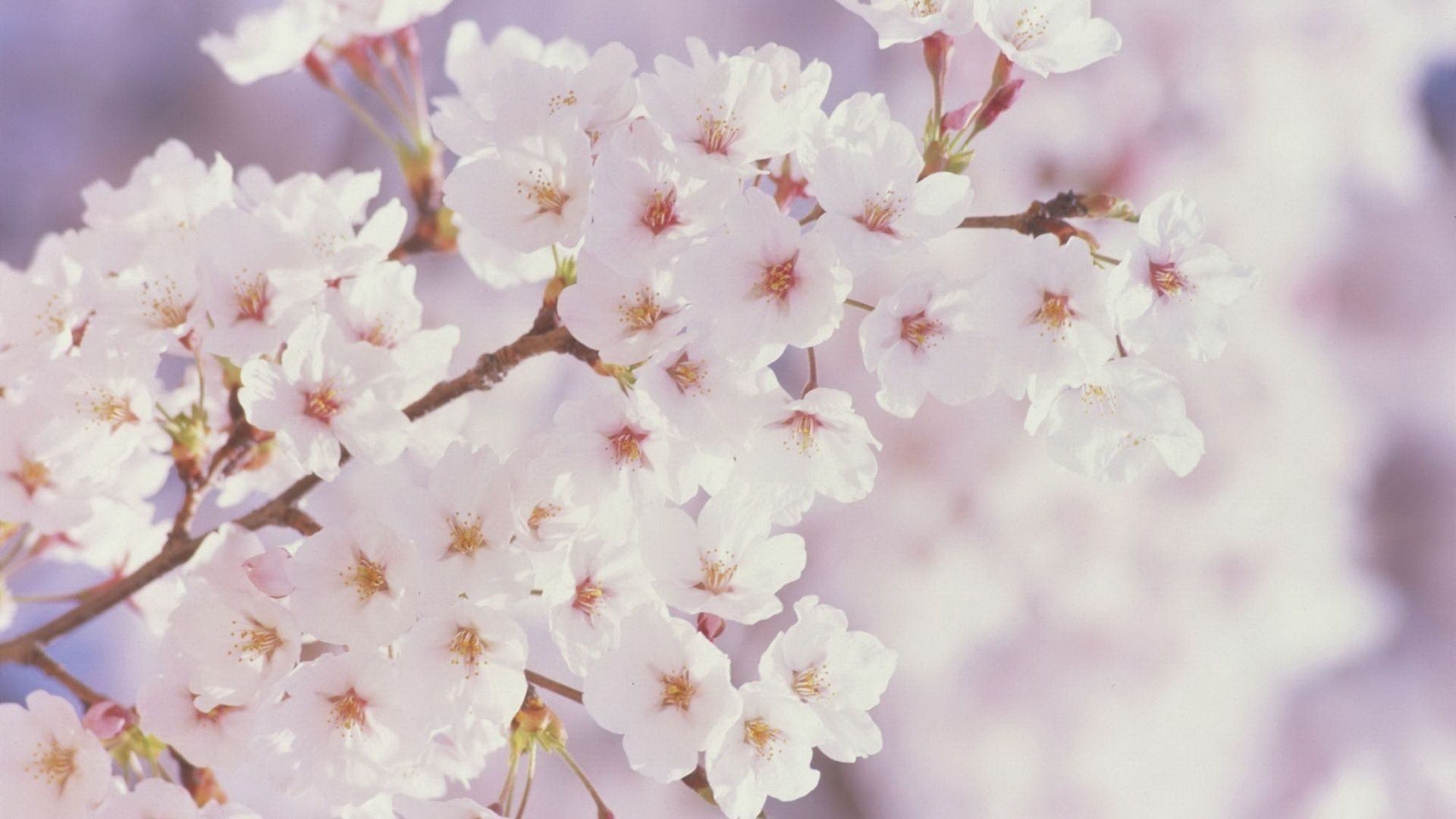 Spring flowers - Spring Wallpaper (22176495) - Fanpop