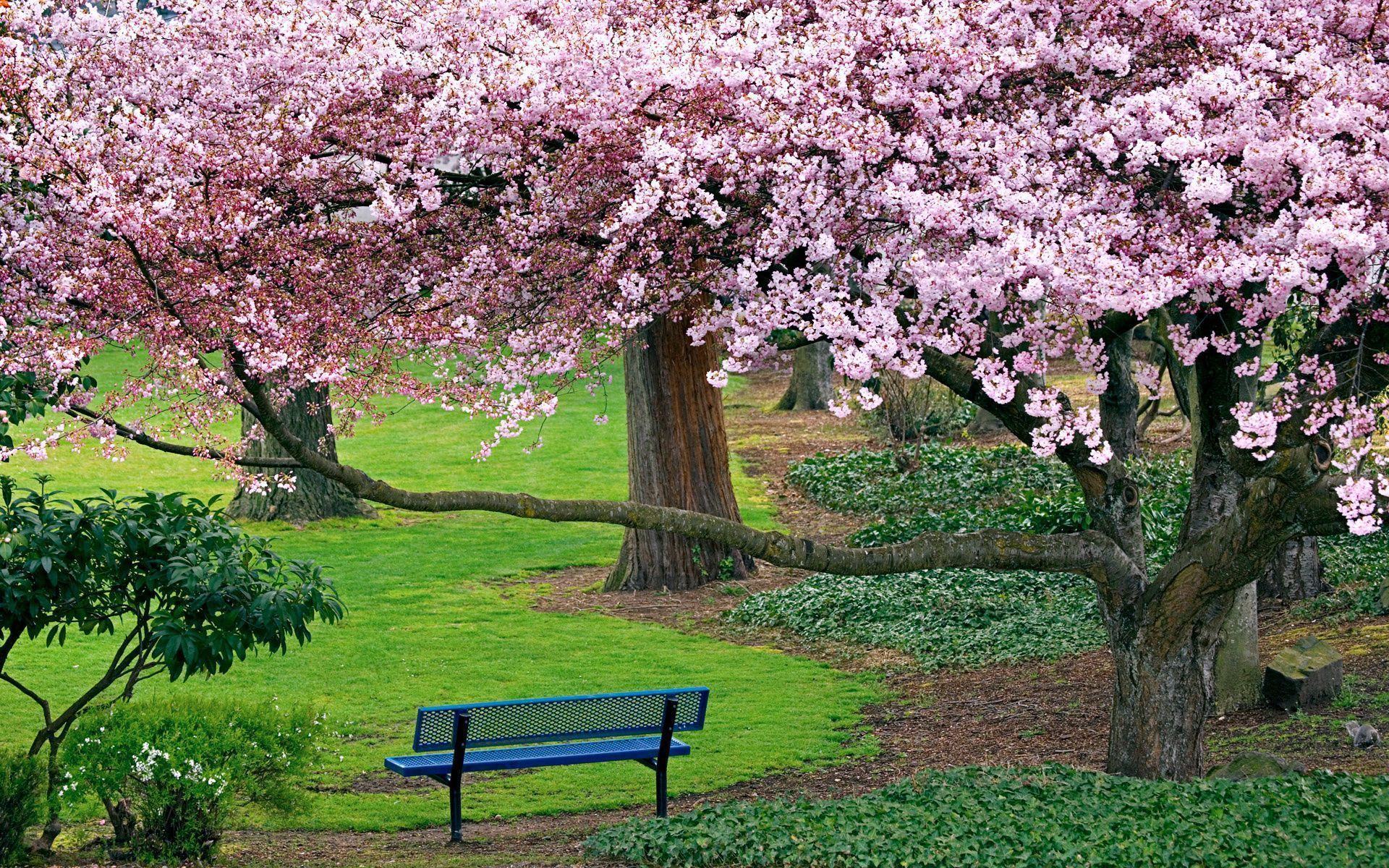 Spring Trees And Flowers Wallpaper 2