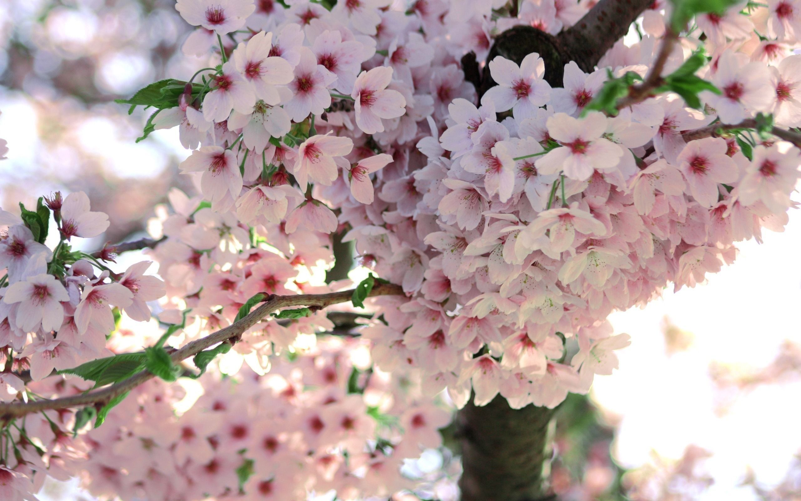 Spring flowers - Spring Wallpaper (22176405) - Fanpop