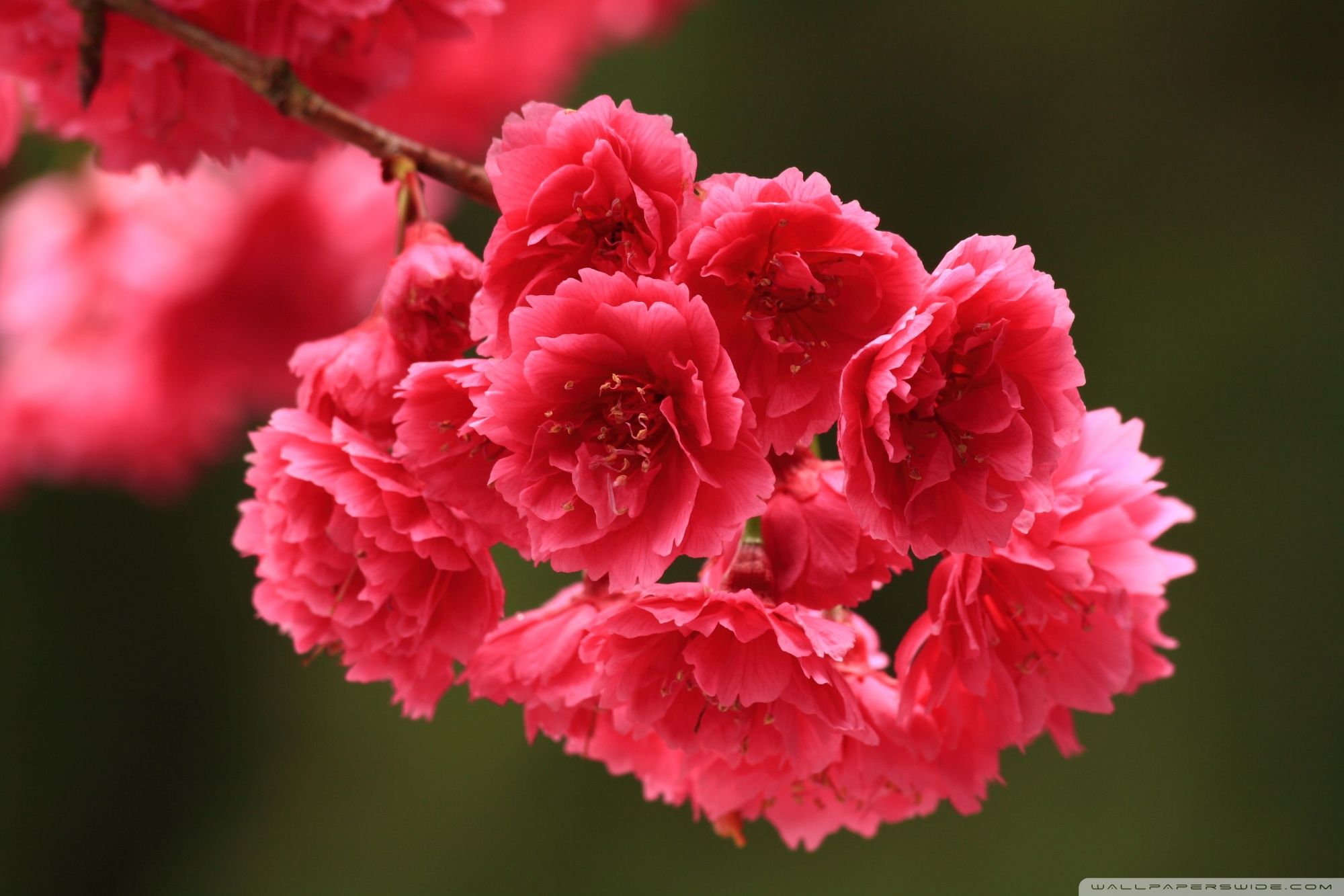 Beautiful Spring Flowers Images, Pictures and Wallpapers | Flower ...