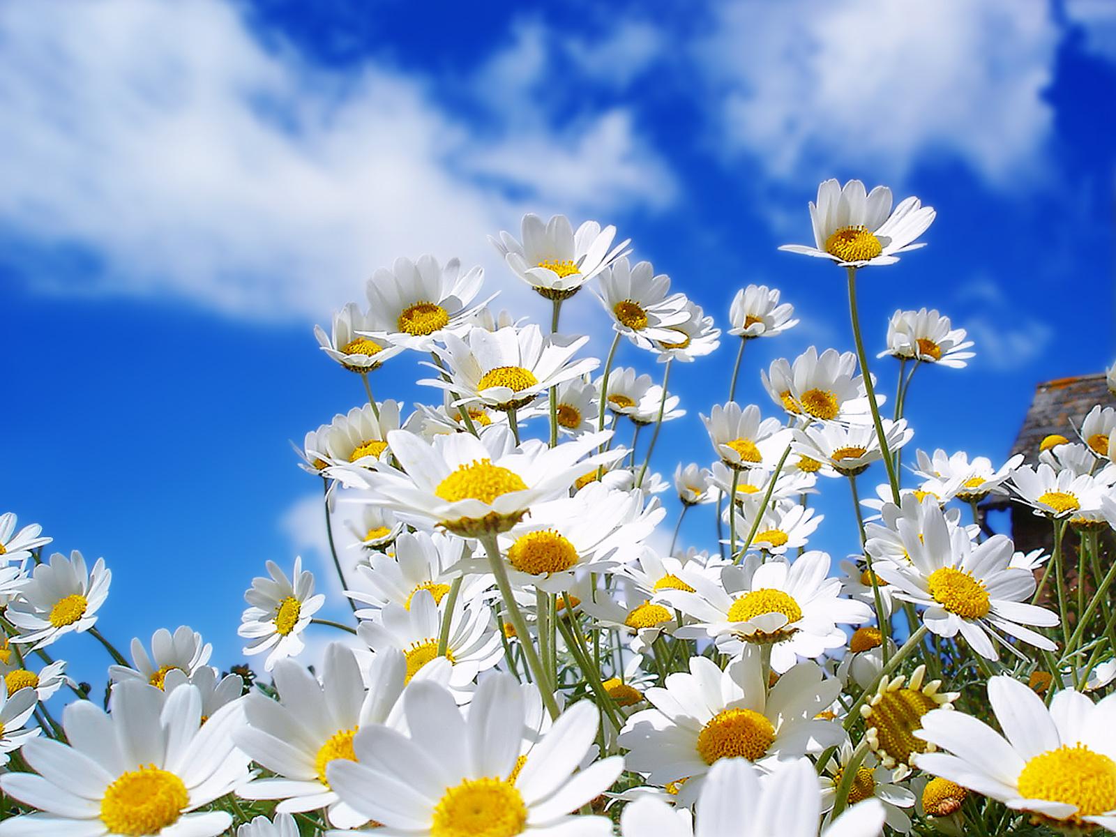 Spring Flowers HD Wallpaper | Nature Wallpapers