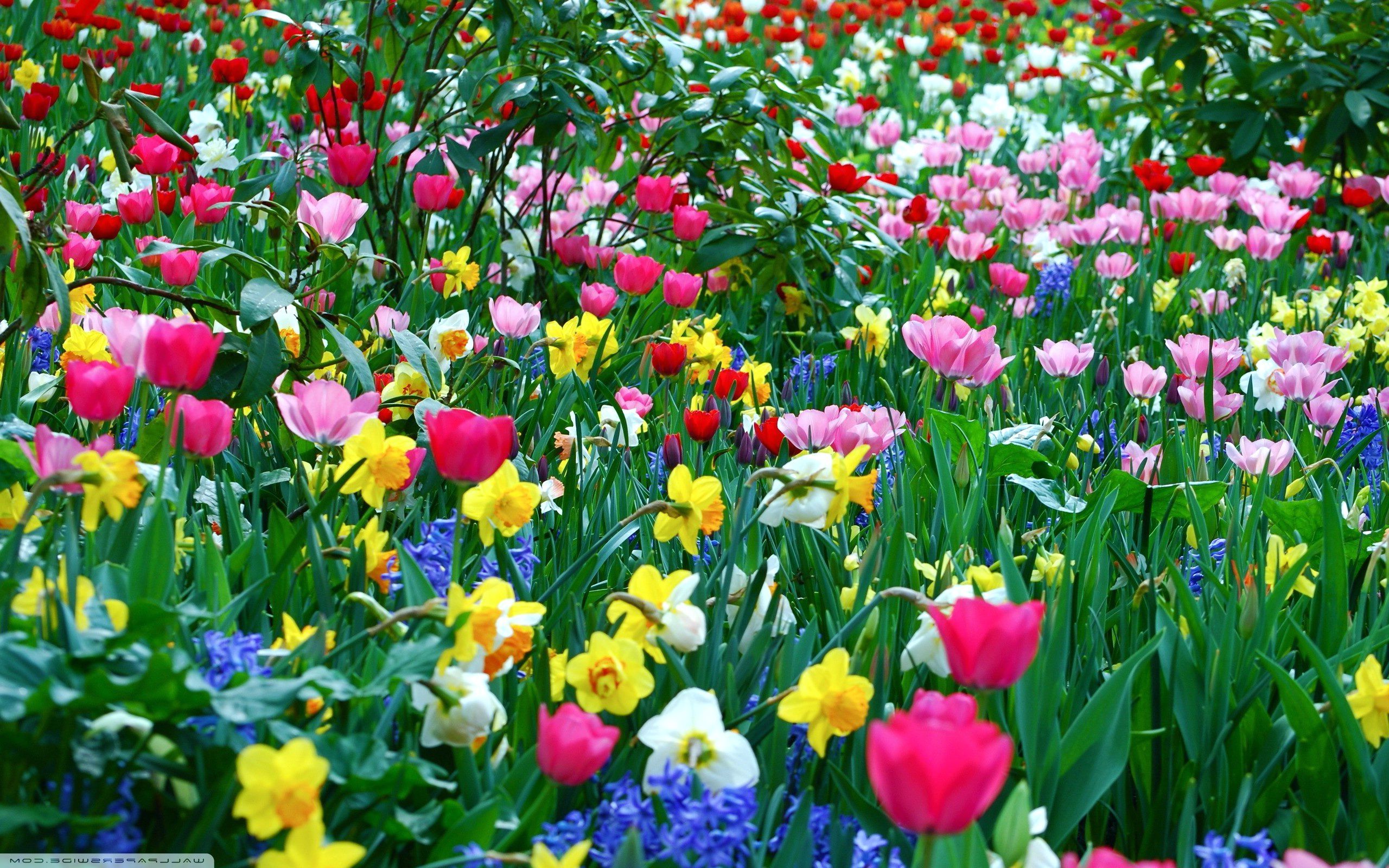 spring-flowers-wallpaperflower-wallpaper-background-hd-desktop-widescreen.jpg