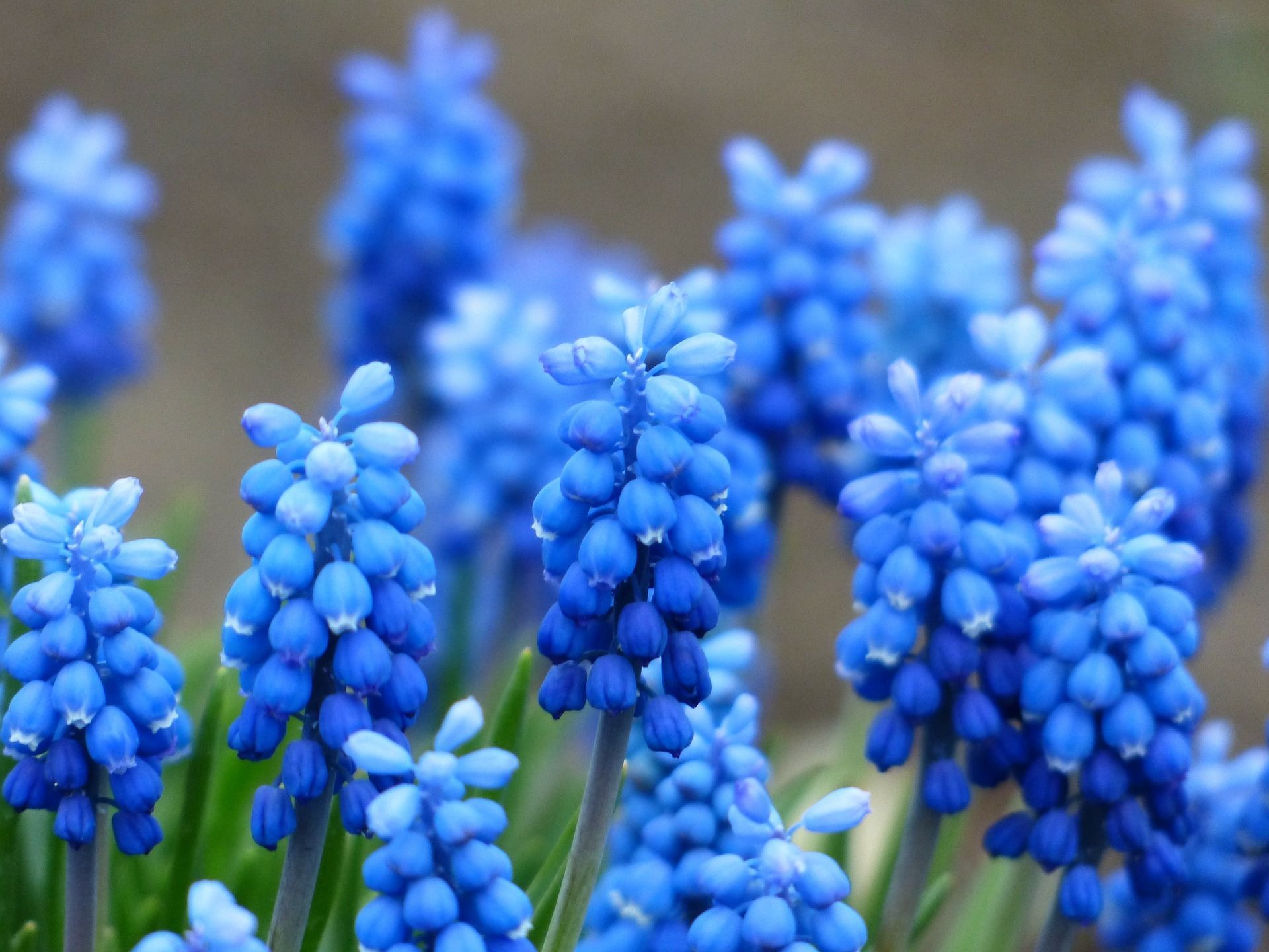 Blue Muscari Spring Flowers Wallpaper | Free High Definition ...