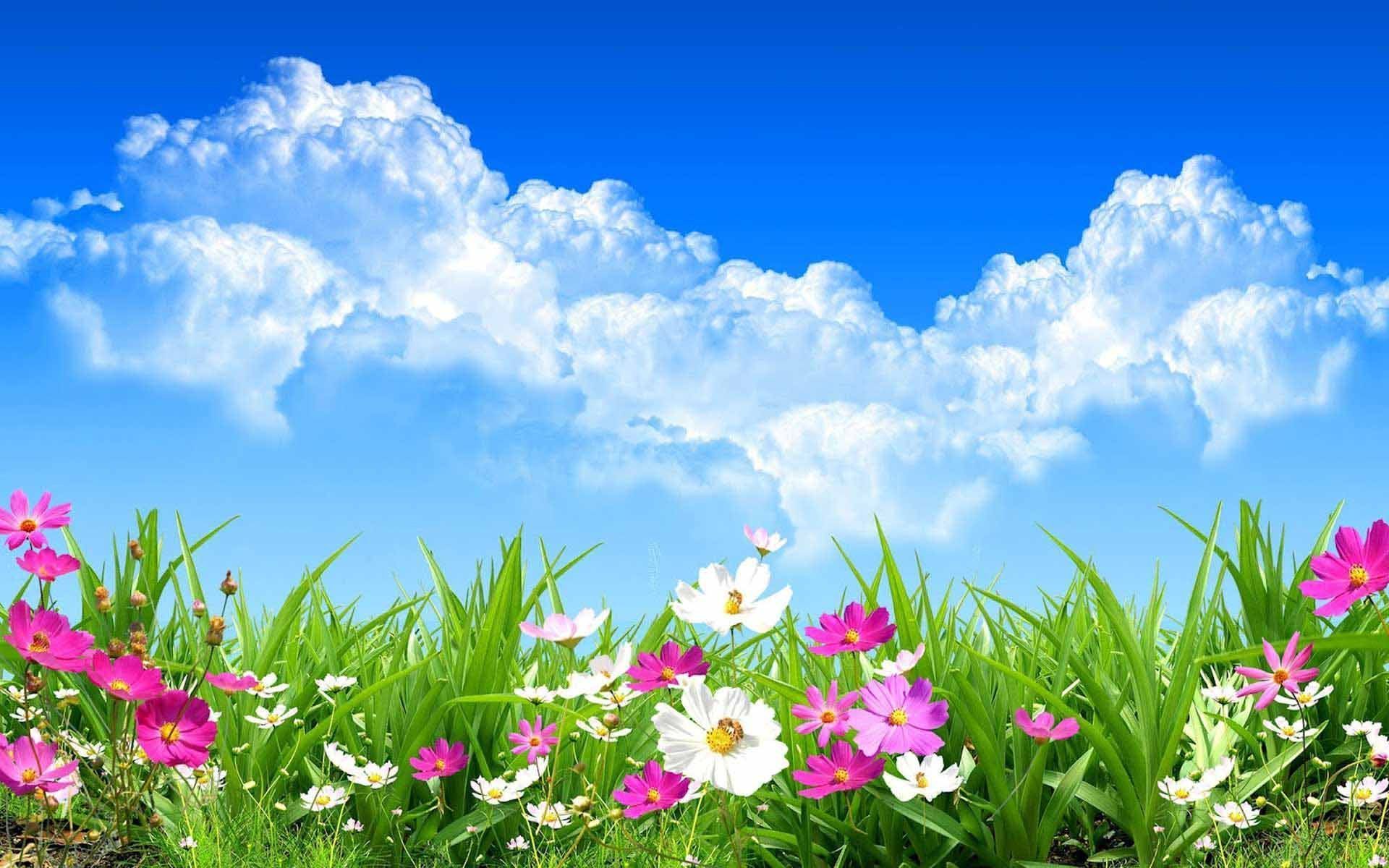 Wild Spring Flowers Wallpaper HD Download Of Spring Day