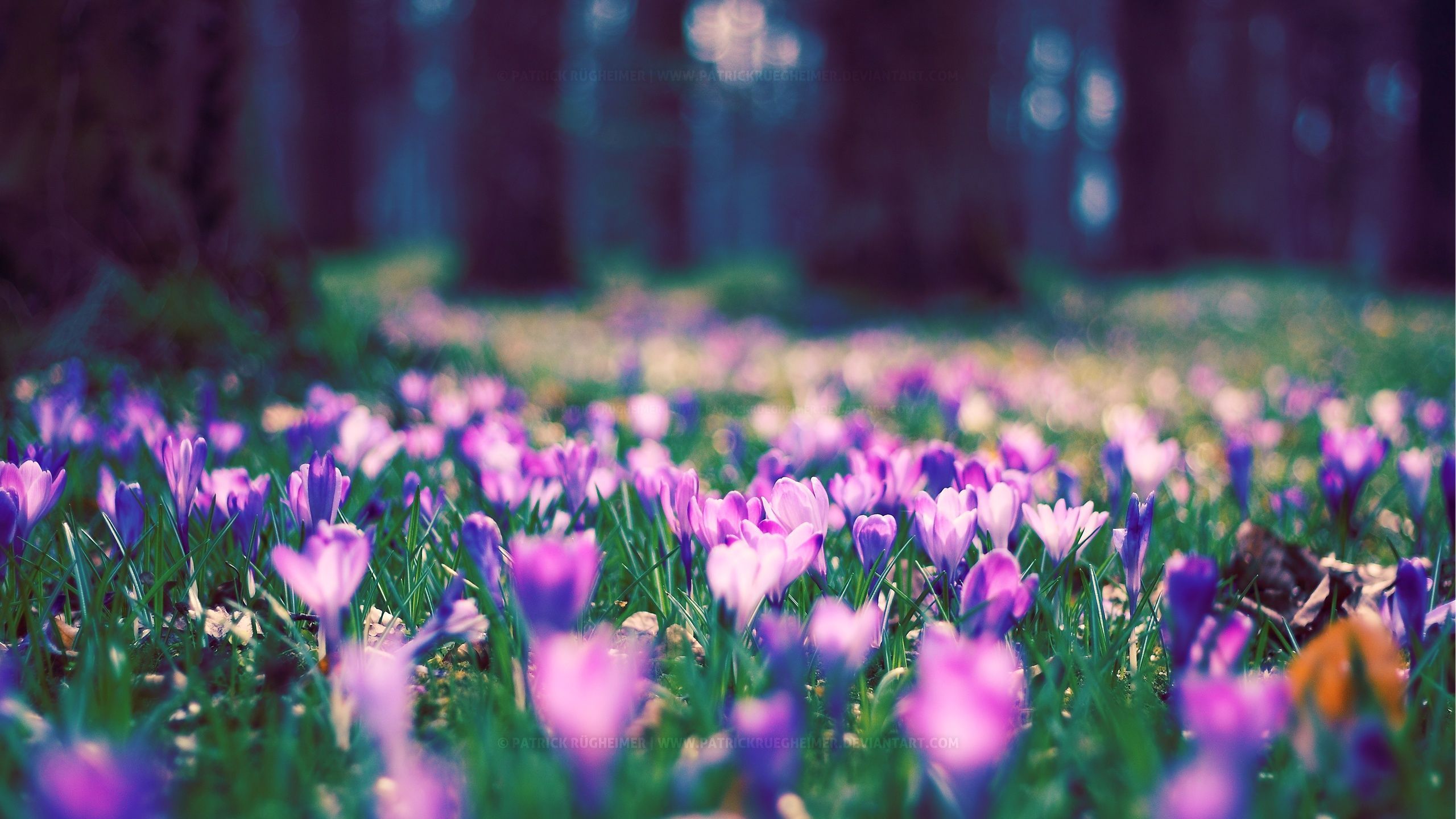 Wallpapers Tagged With SPRING SPRING HD Wallpapers