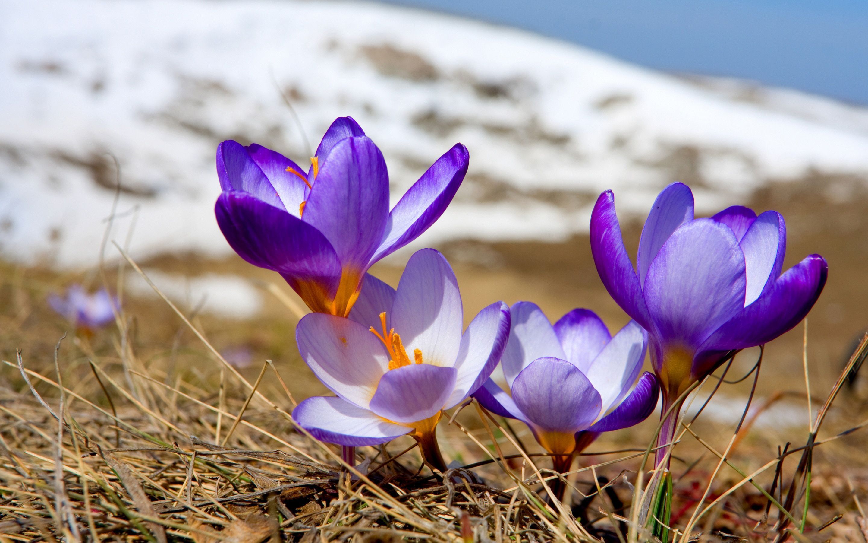 4597 Crocuses just emerged from the snow spring HD wallpaper