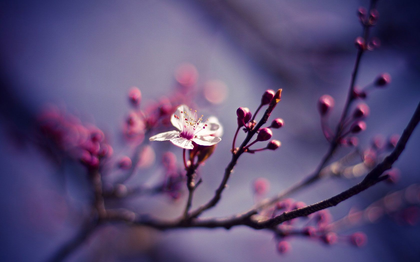 Spring Archives - HD Wallpapers Source HD Wallpapers Source