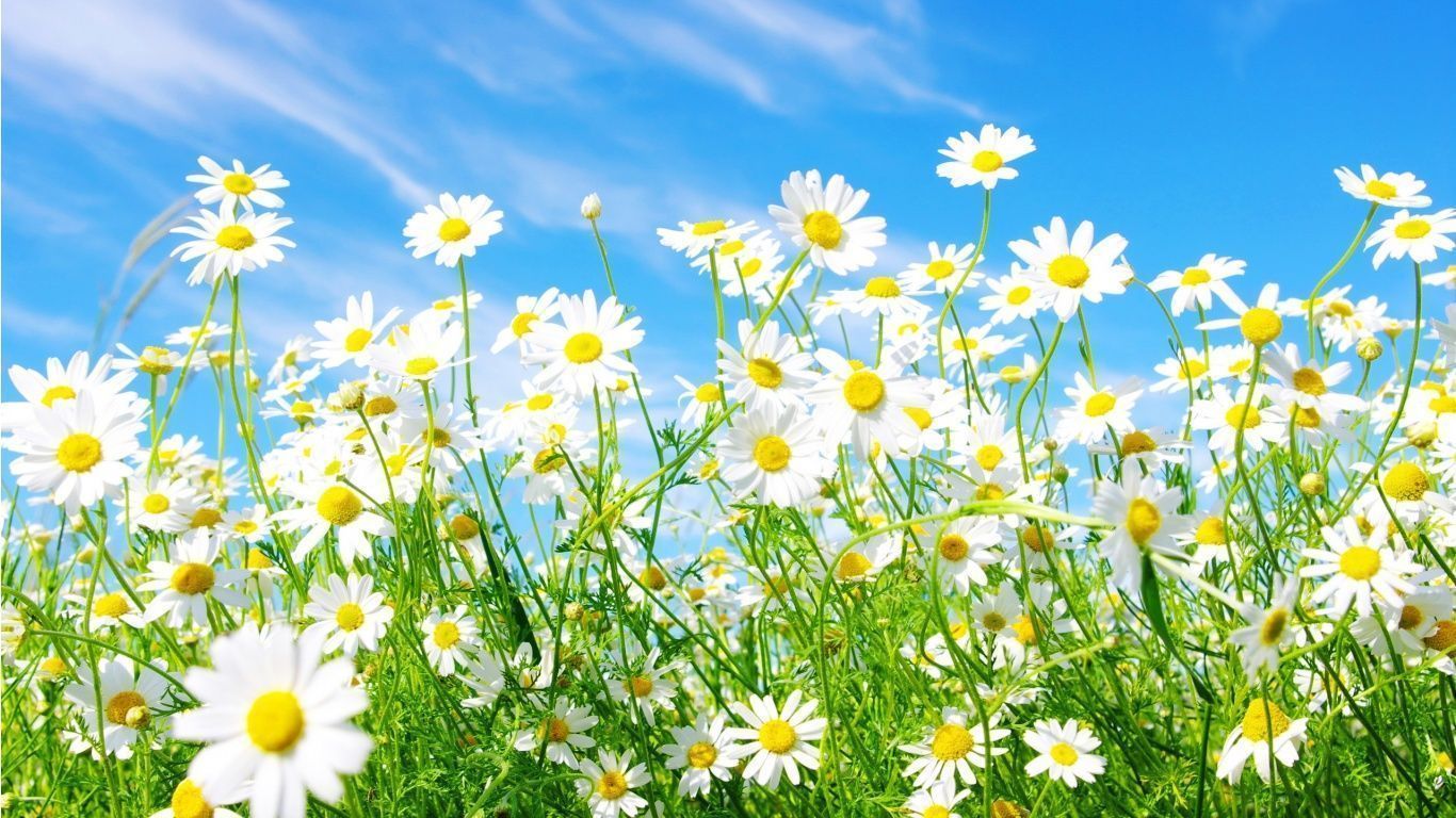 Free Spring Screensavers And Wallpaper - HD Wallpapers Lovely