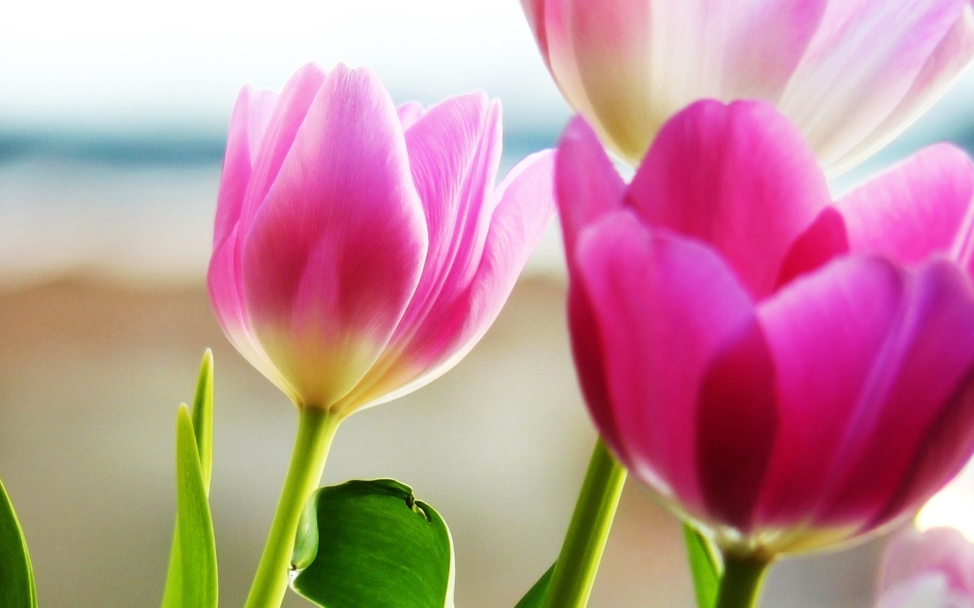 Tulips Spring Wallpapers | HD Wallpapers