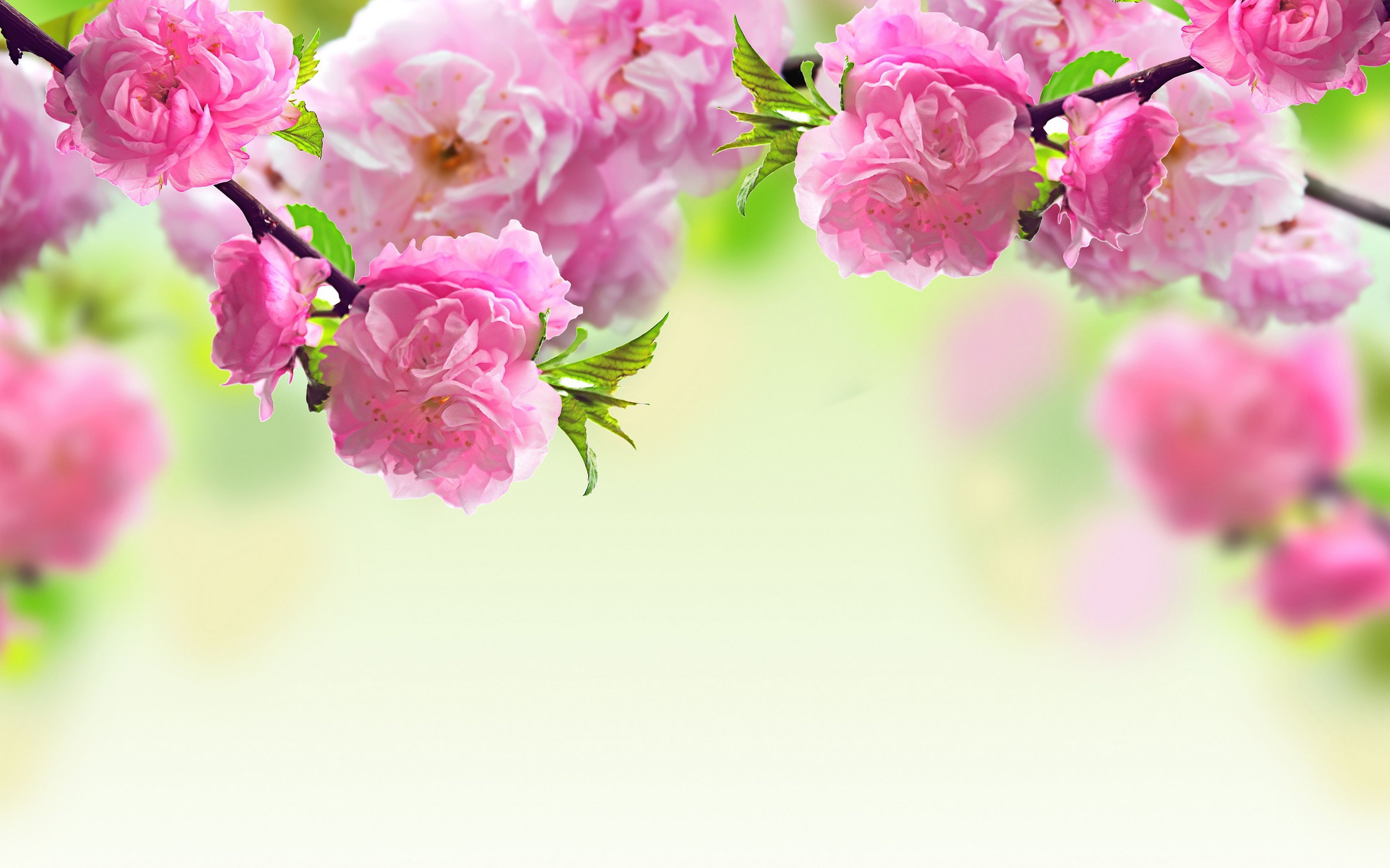 Spring Flower HD Wallpaper Backgrounds #3927 Wallpaper | High ...