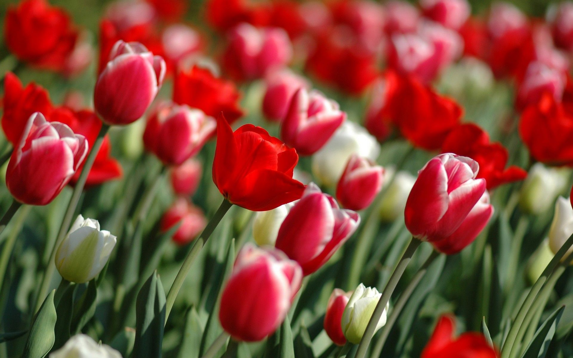 Red Tulips in spring Wallpapers | HD Wallpapers