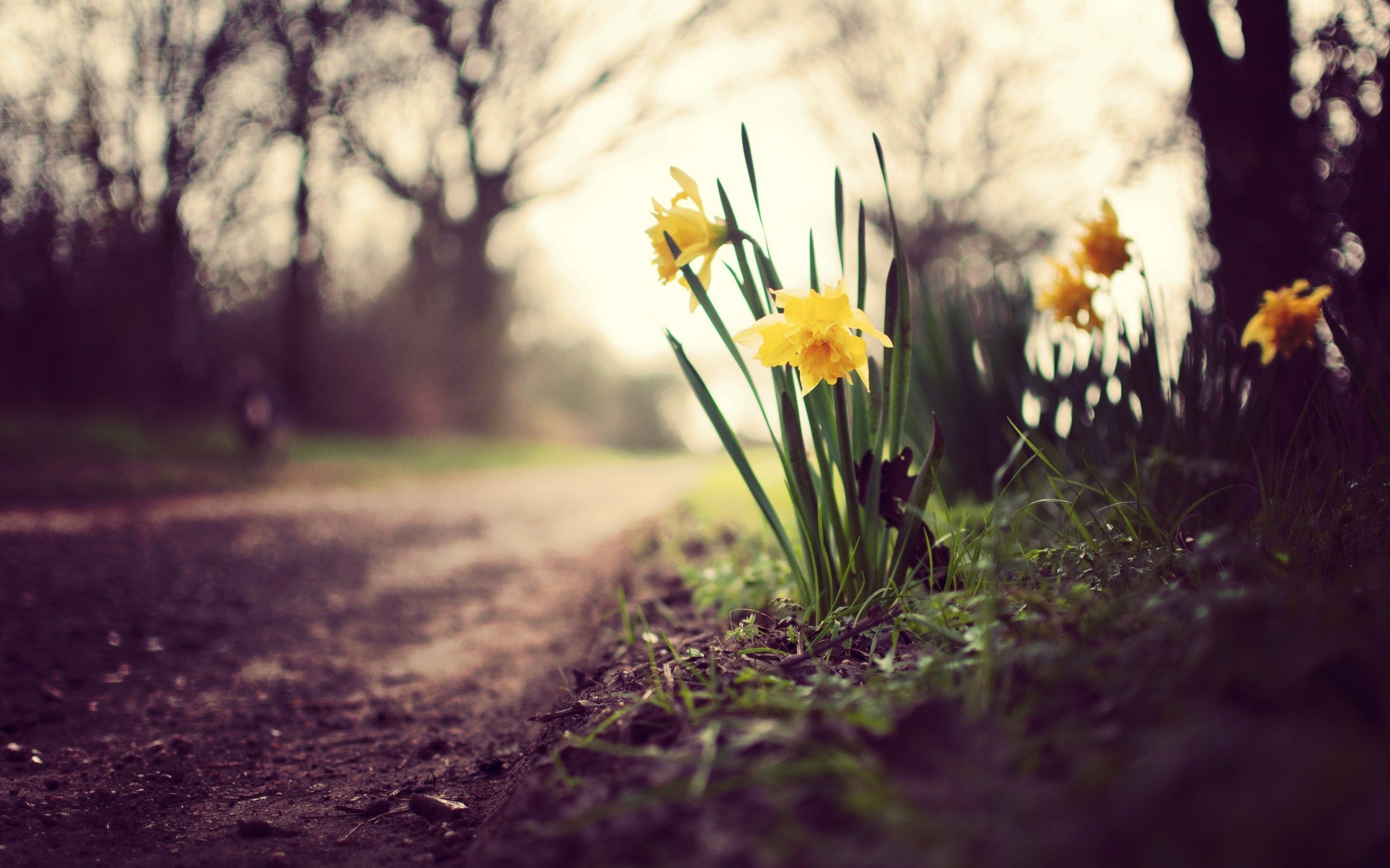 Spring Daffodils Flowers Nature HD Wallpaper - FreeWallsUp