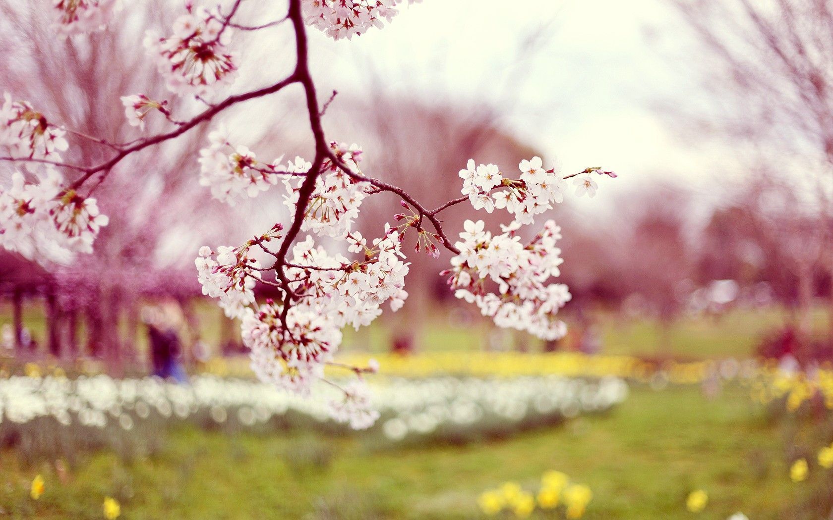 images of spring flowers and wallpapers Download