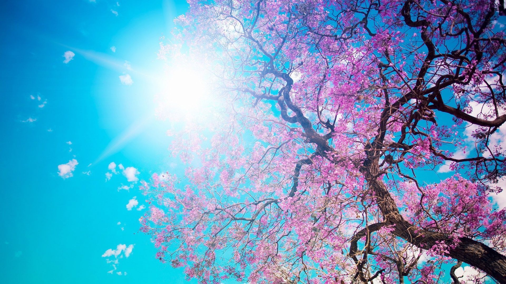 Spring Wallpapers Best Backgrounds