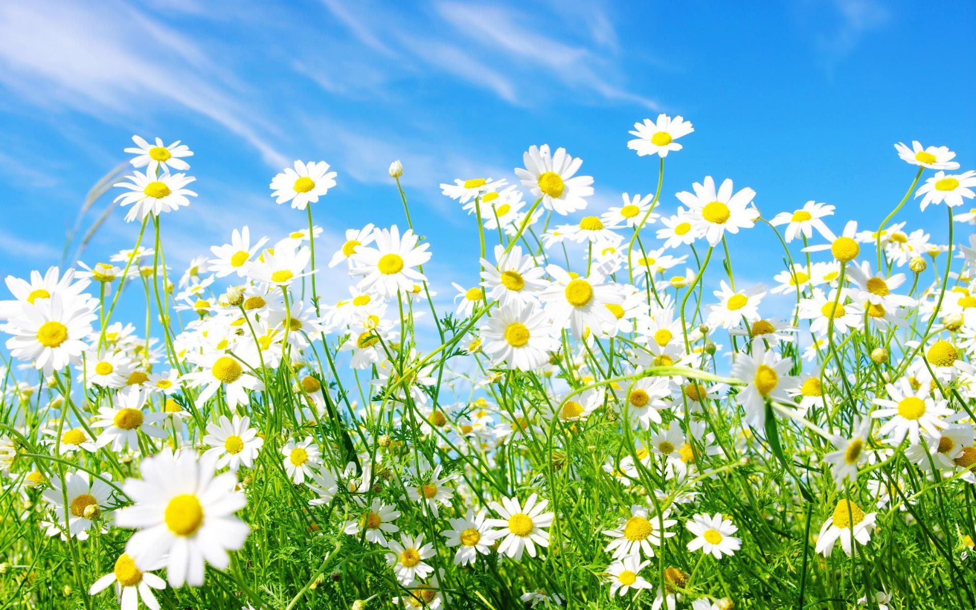 images of spring flowers and wallpapers Download