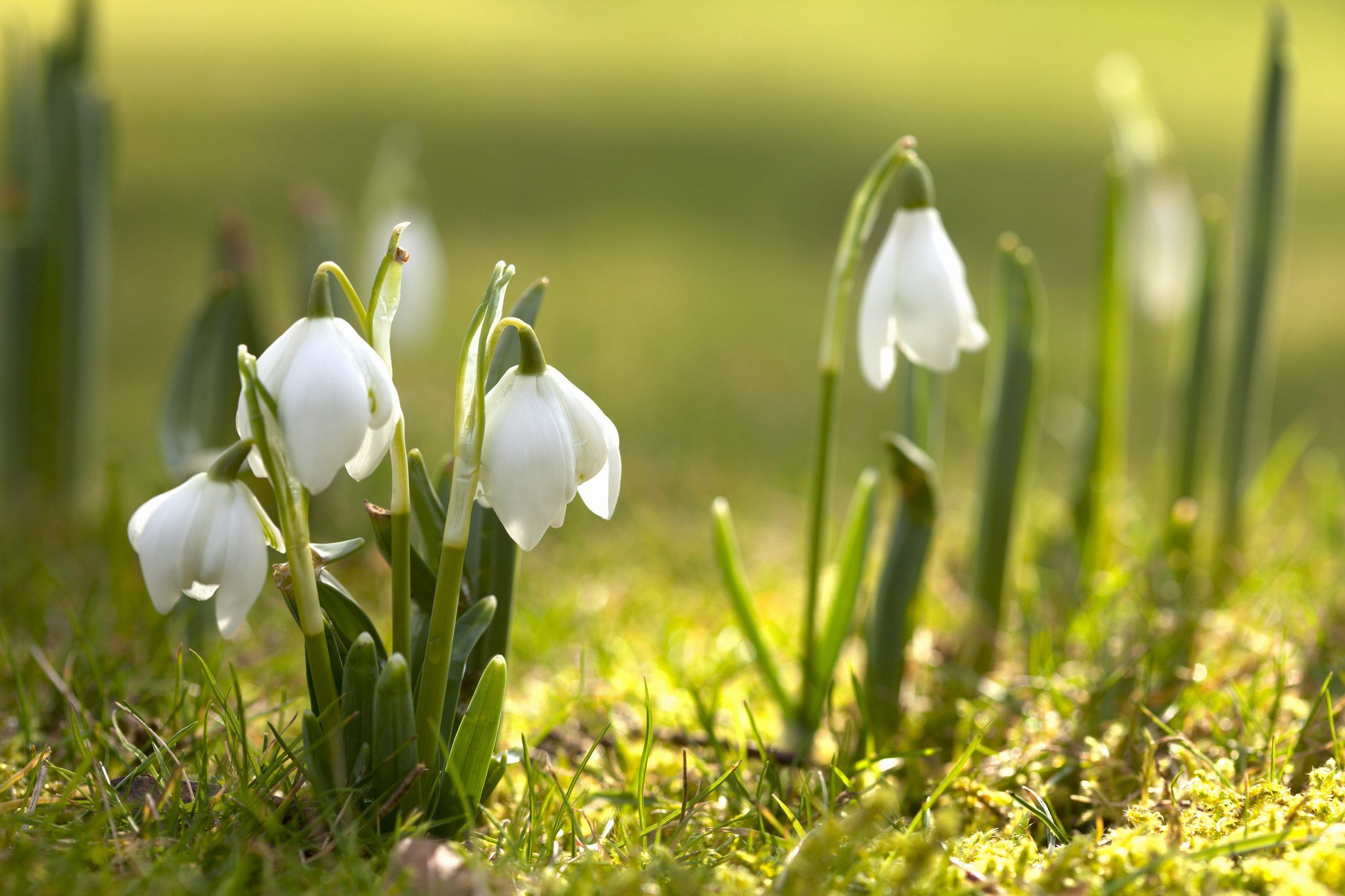 Free Spring HD Backgrounds