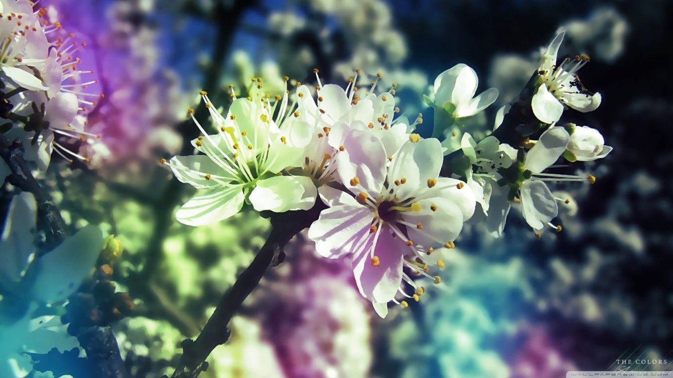Colorful Spring HD desktop wallpaper Widescreen High resolution