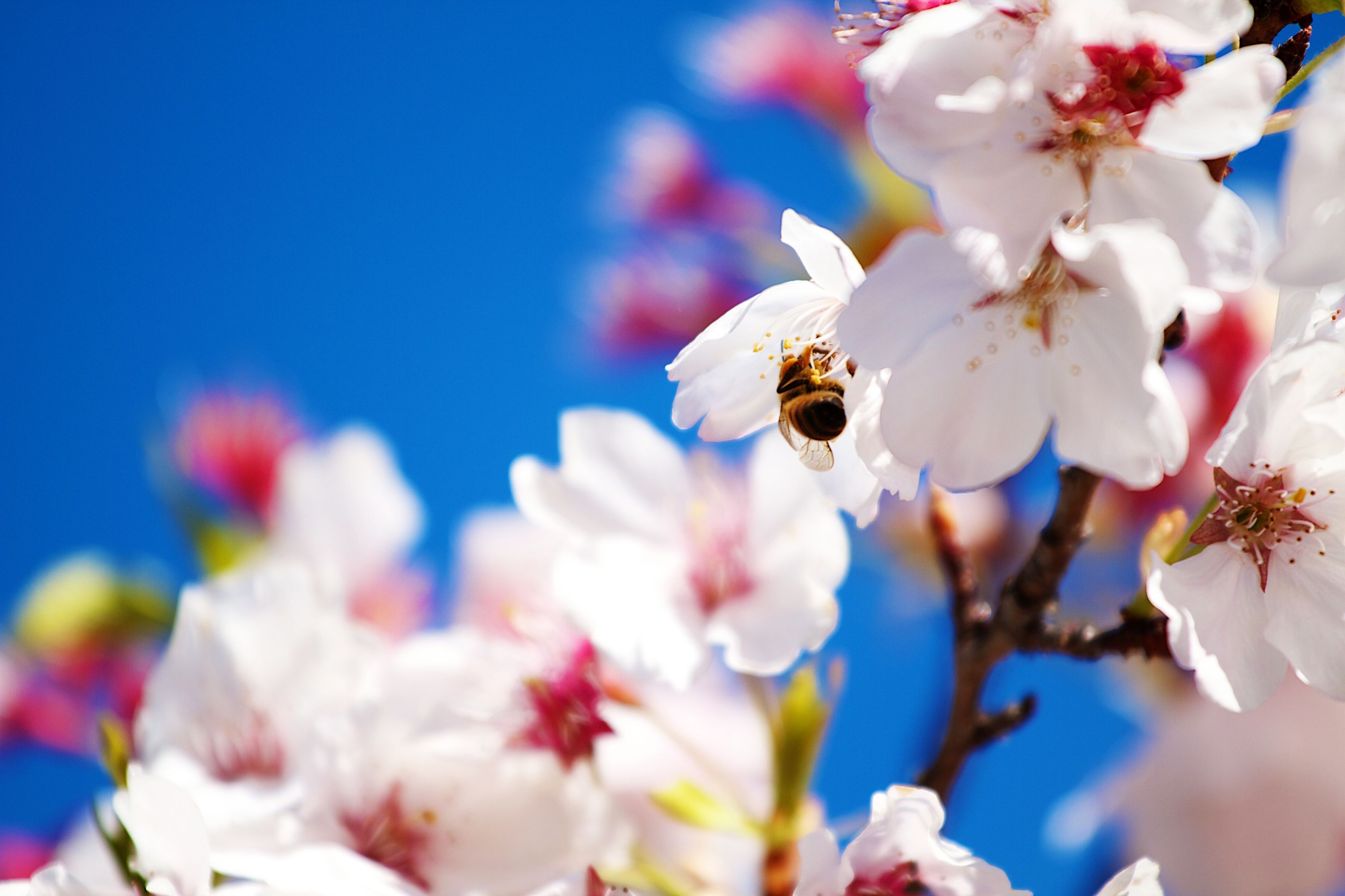 spring flower pictures and wallpapers Download