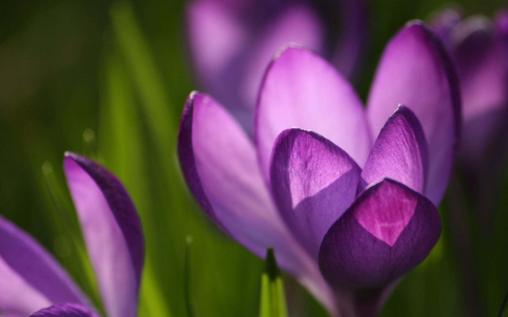 Spring Wallpapers | HD Wallpapers Pulse
