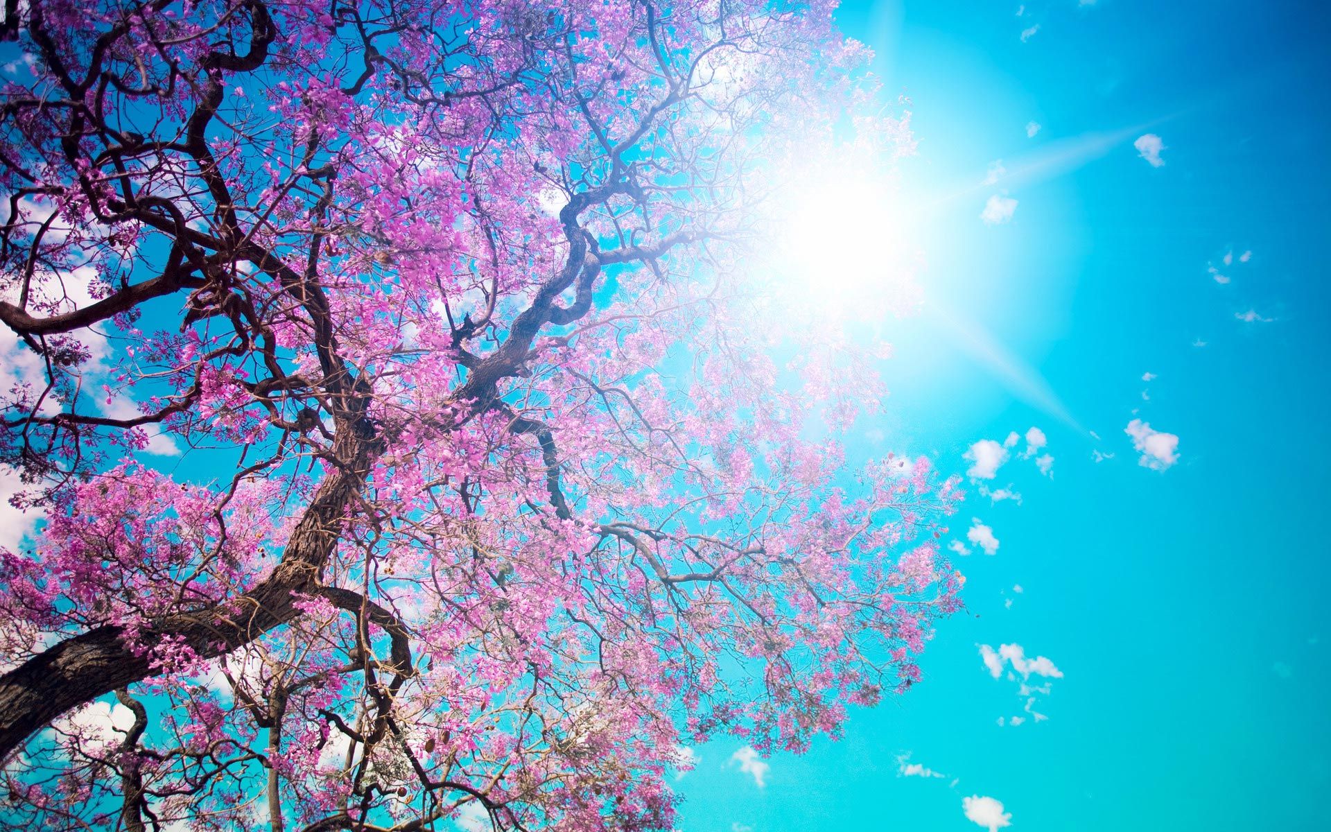 Gallery for - pretty spring backgrounds