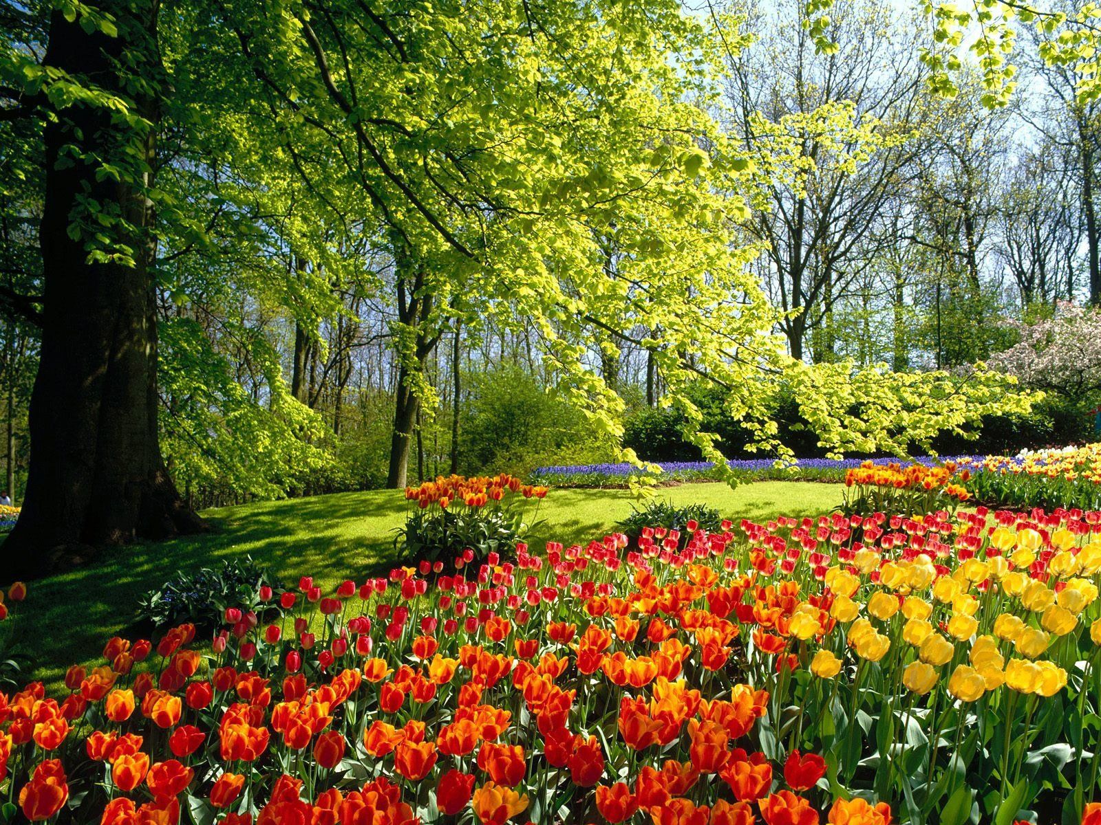 Gallery for - beautiful nature spring wallpaper