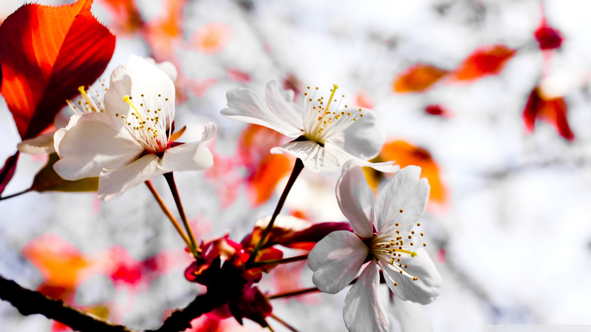 Spring Season Flowers HD desktop wallpaper : High Definition ...