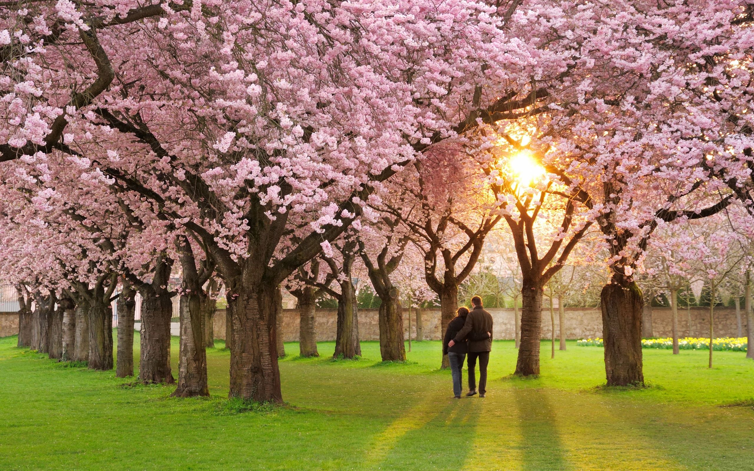 Beautiful Spring images download | Wallpapers, Backgrounds, Images ...