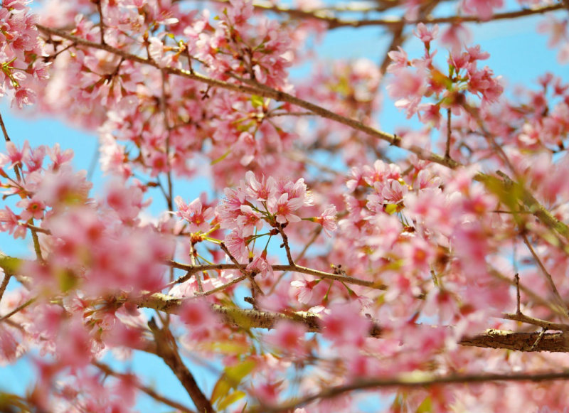 Spring Season Wallpaper | One HD Wallpaper Pictures Backgrounds ...