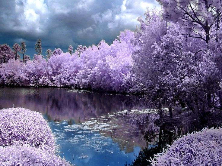 Spring Season | trees-pink-purple-spring-season-paradise-HD ...
