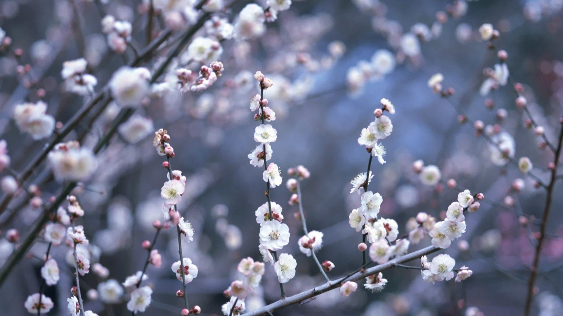 Japan cherry blossoms flowers spring (season) wallpaper | (6956)