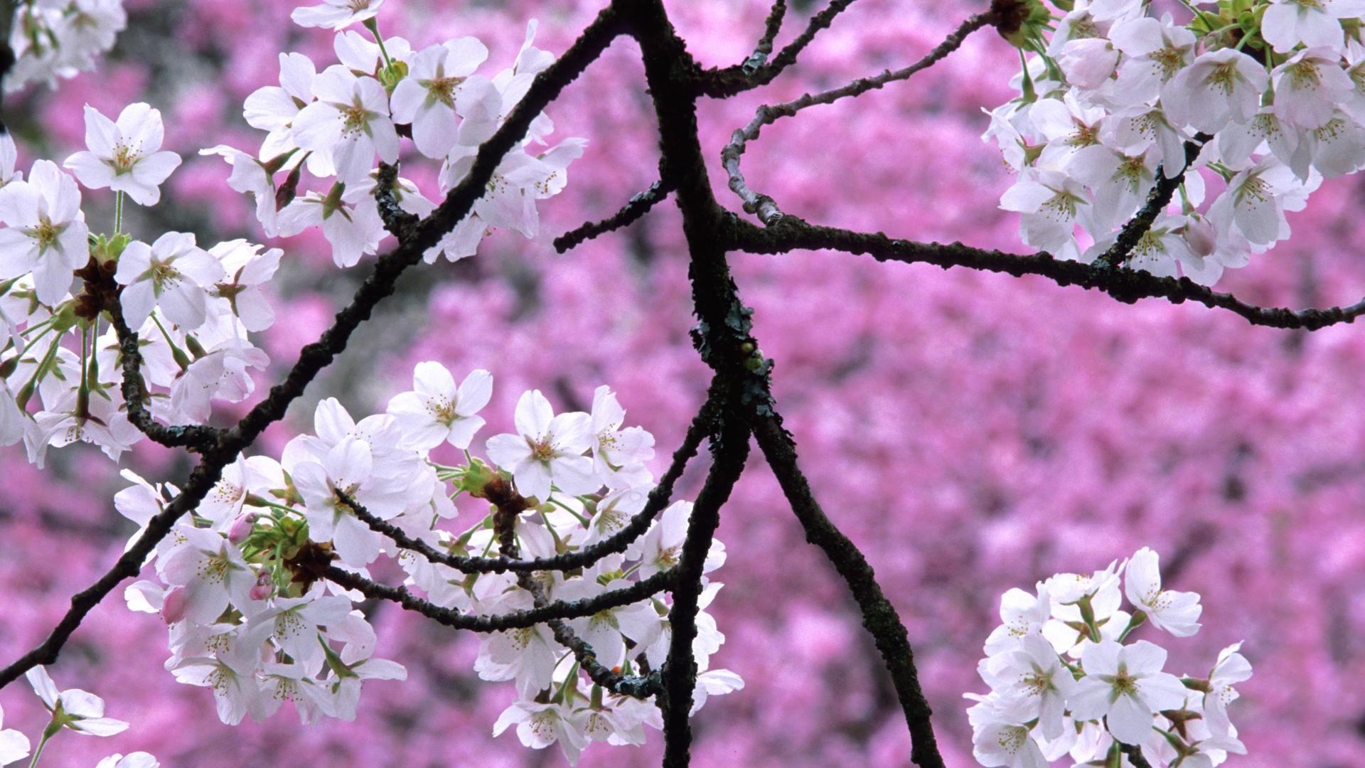 Nature cherry blossoms trees spring (season) wallpaper | (62582)